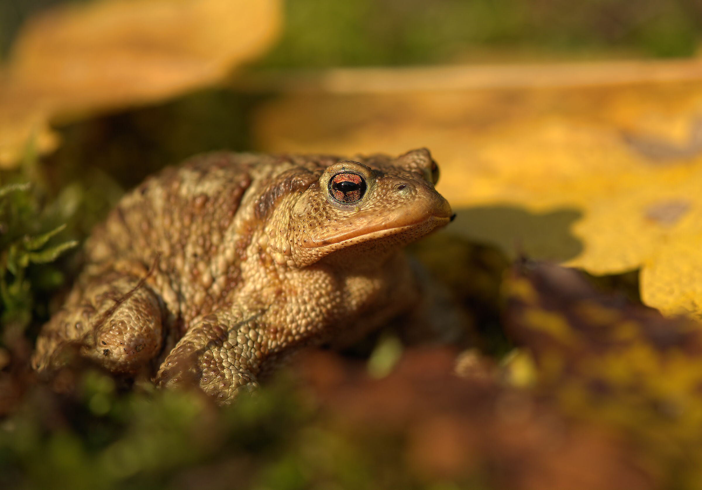 Common Male Toad
