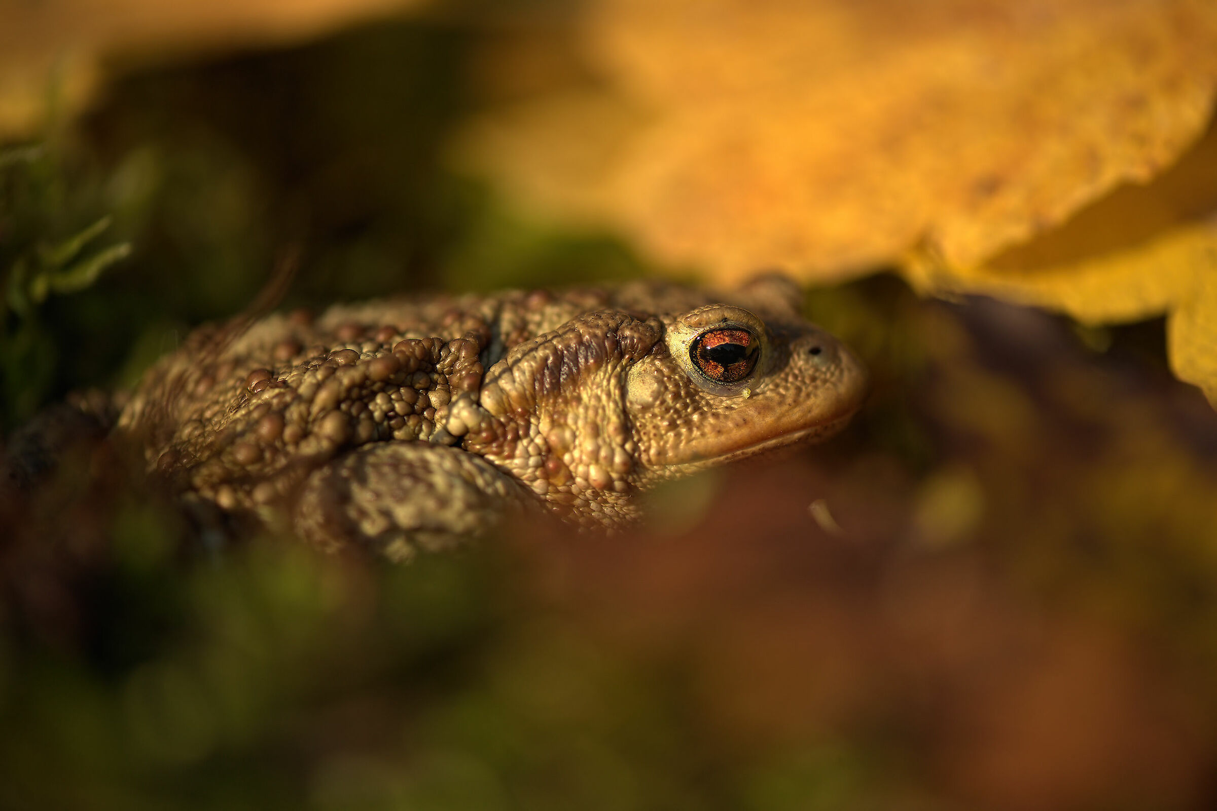 Common Male Toad