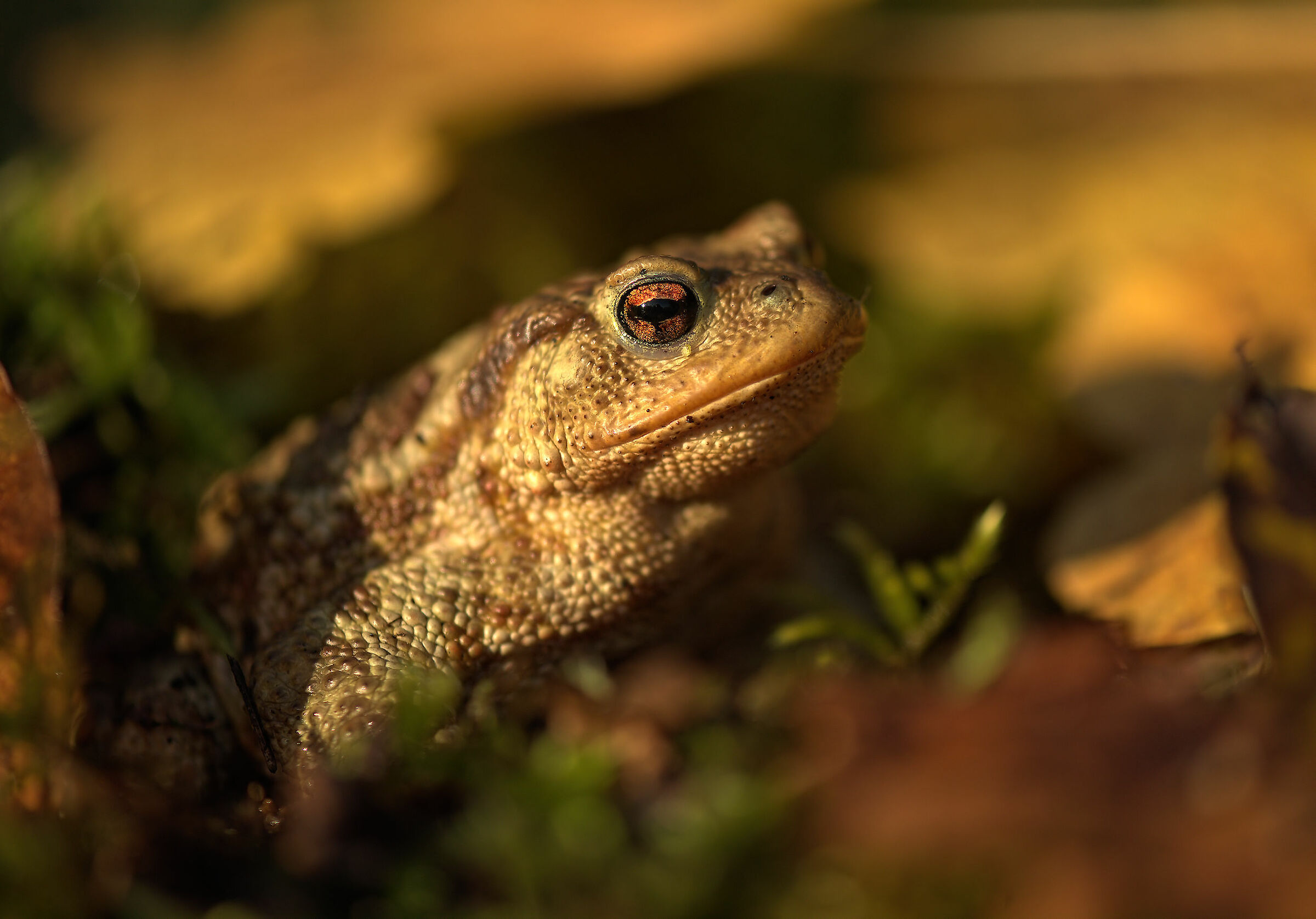 Common Male Toad