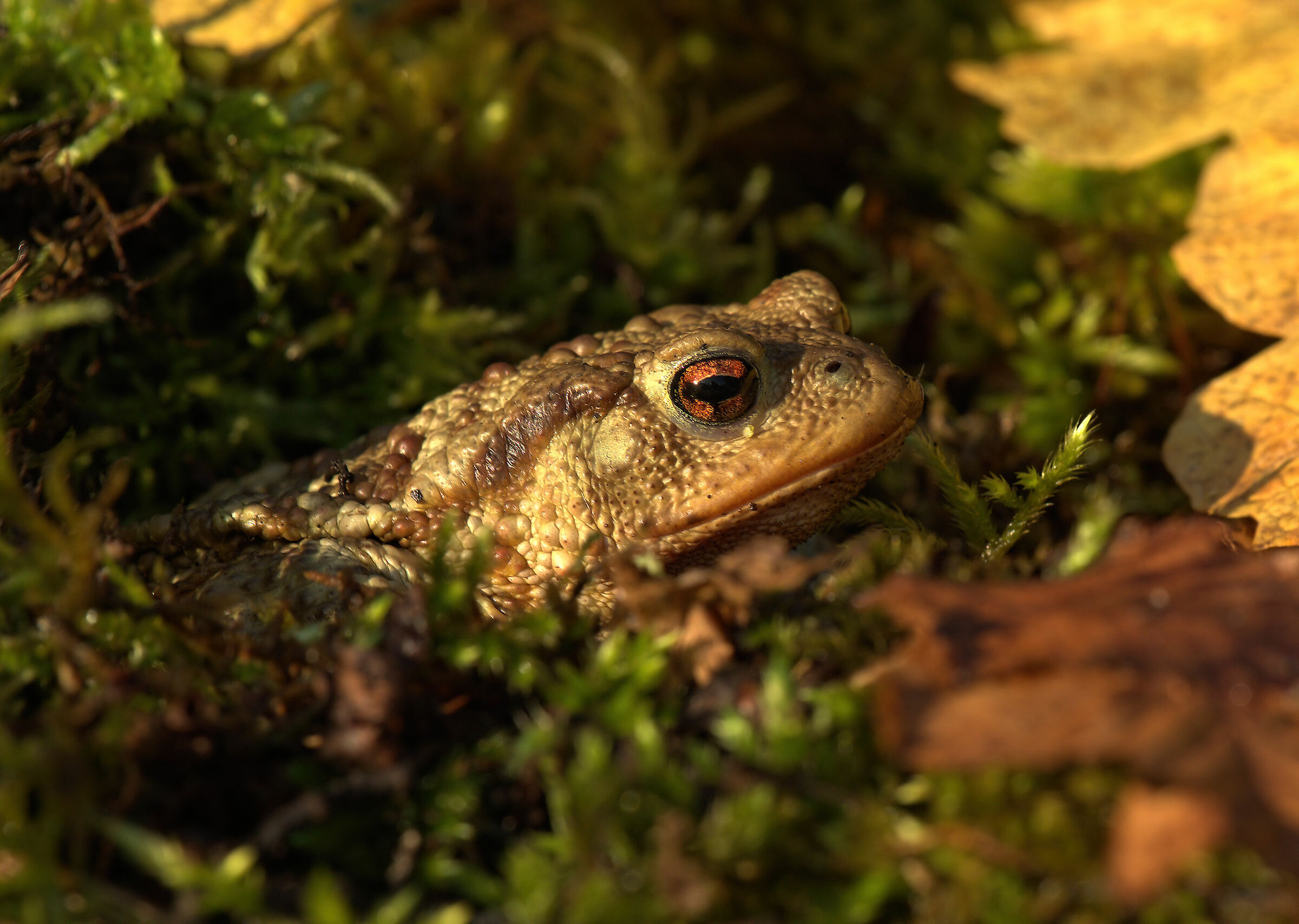 Common Male Toad