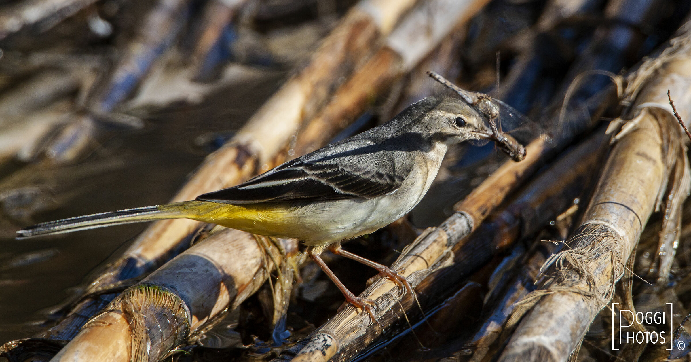 Ballerina gialla con libellule