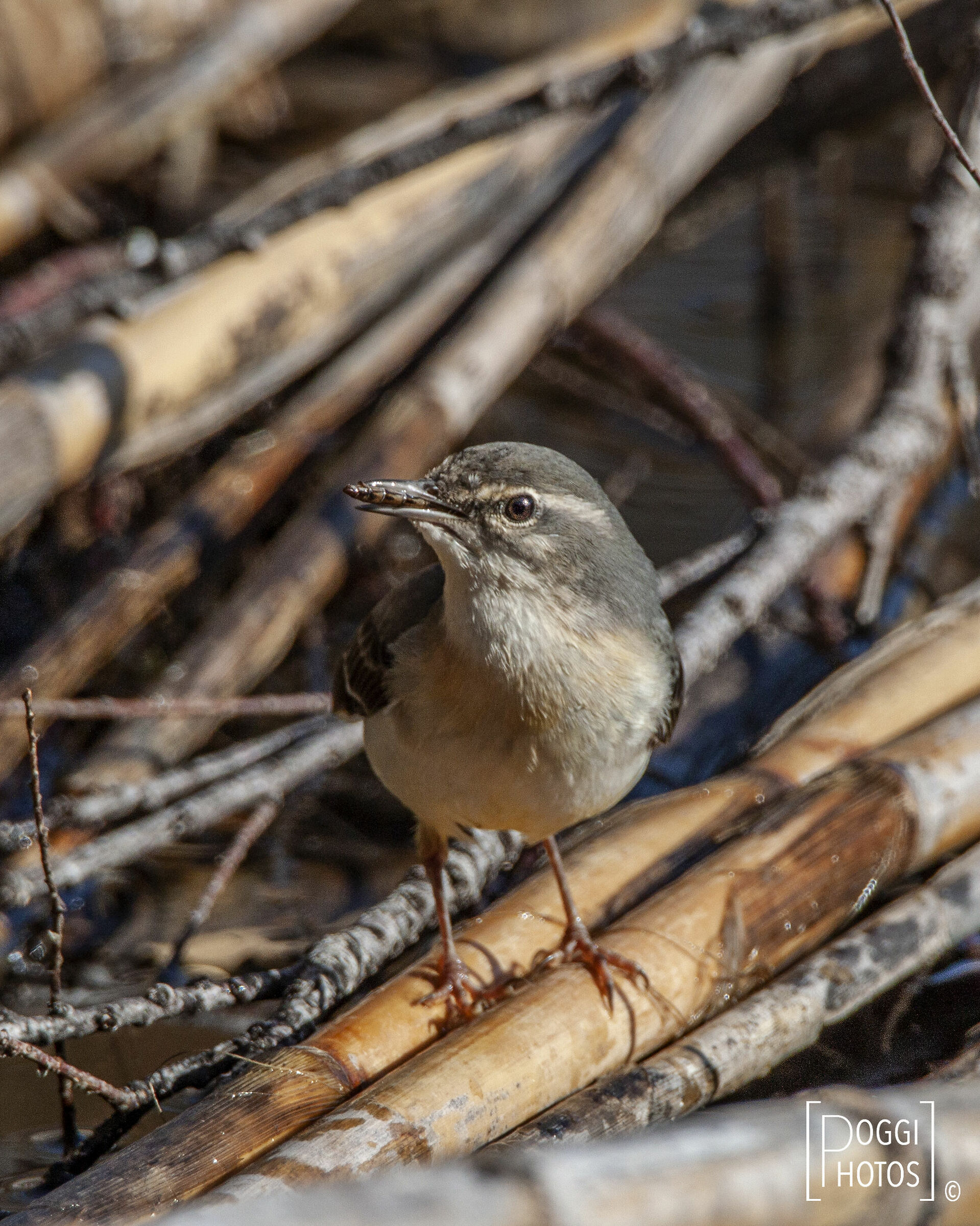 Ballerina gialla (2)