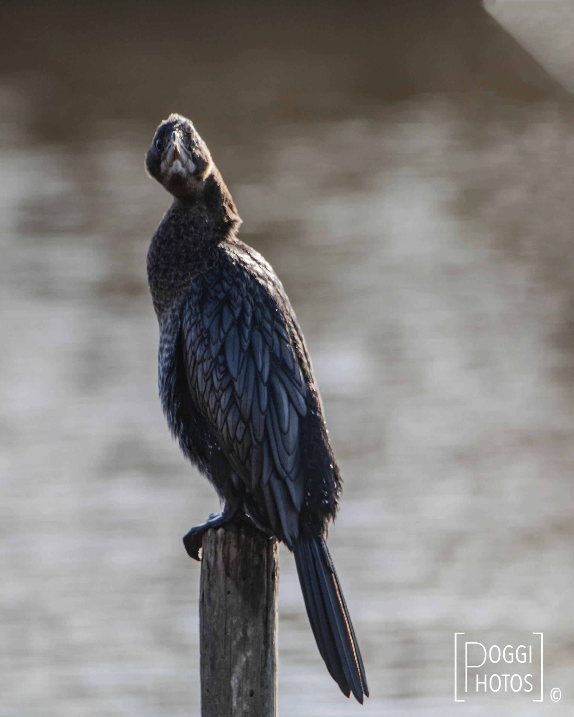 Cormorano