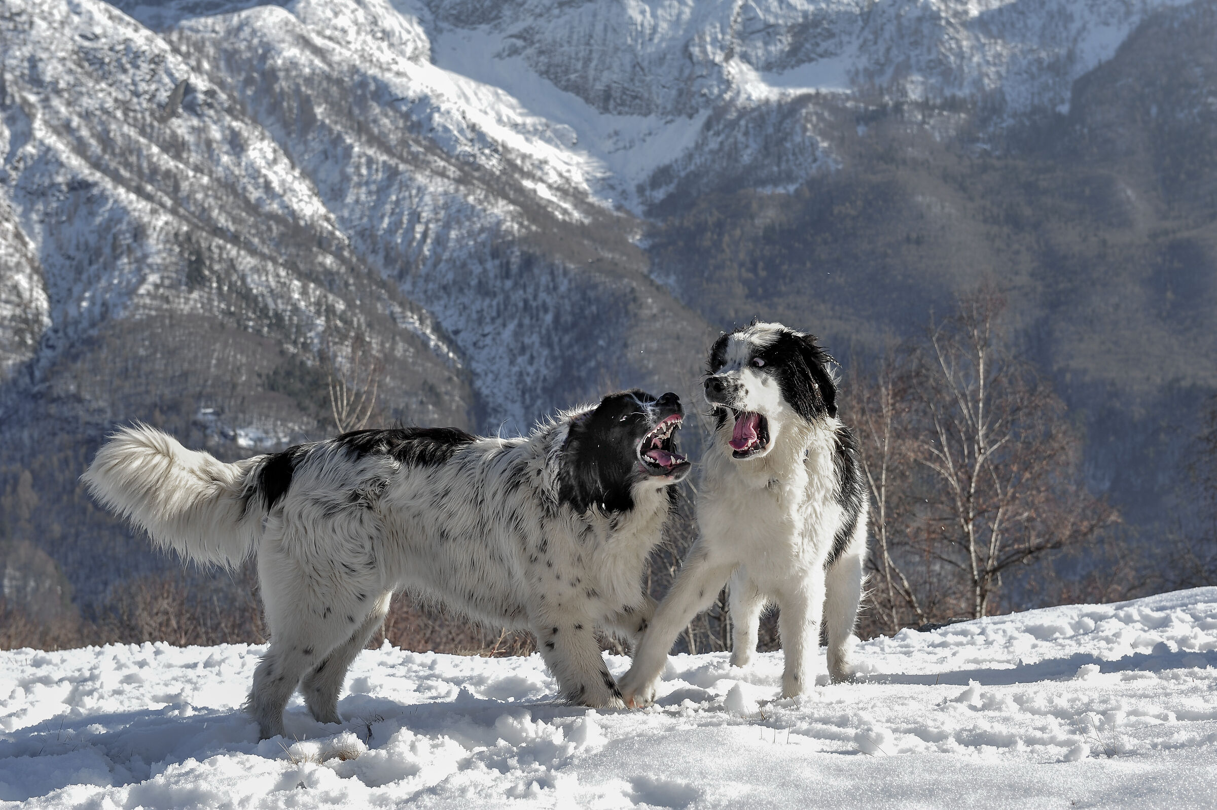 non si direbbe ma stanno giocando