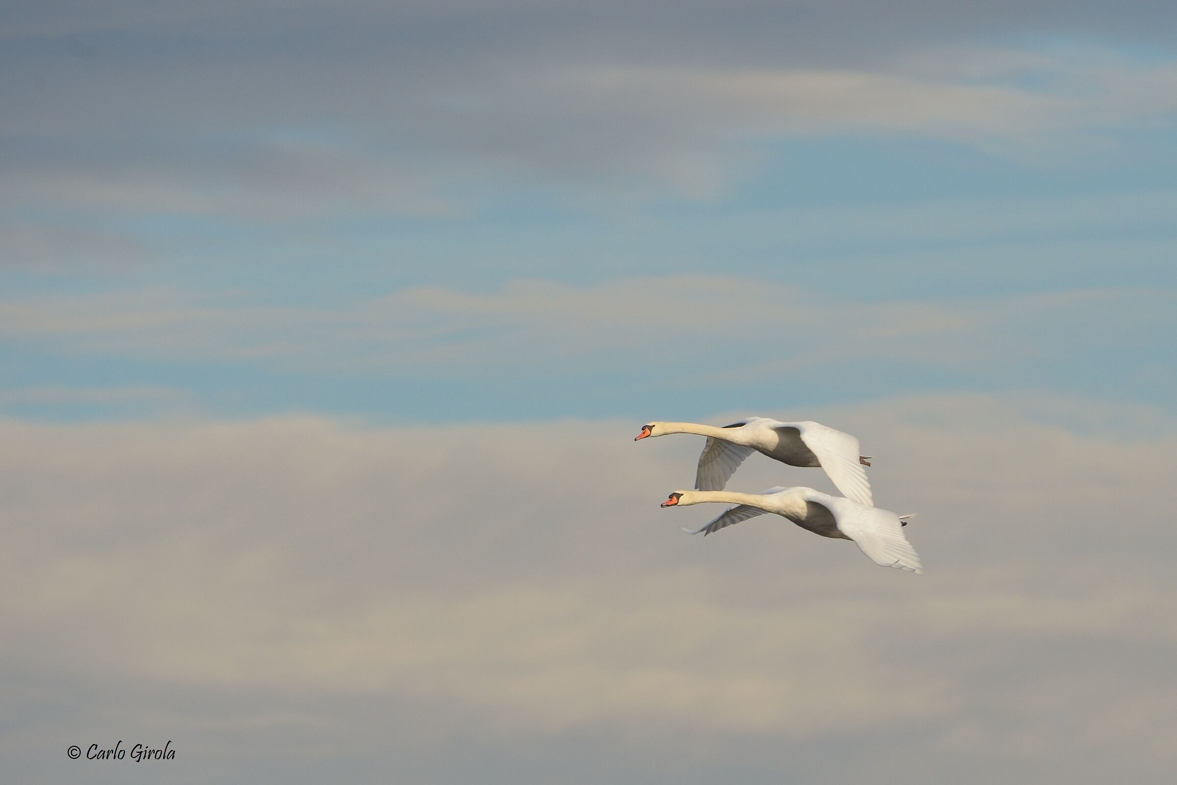 Royal Swan (Cygnus olor)