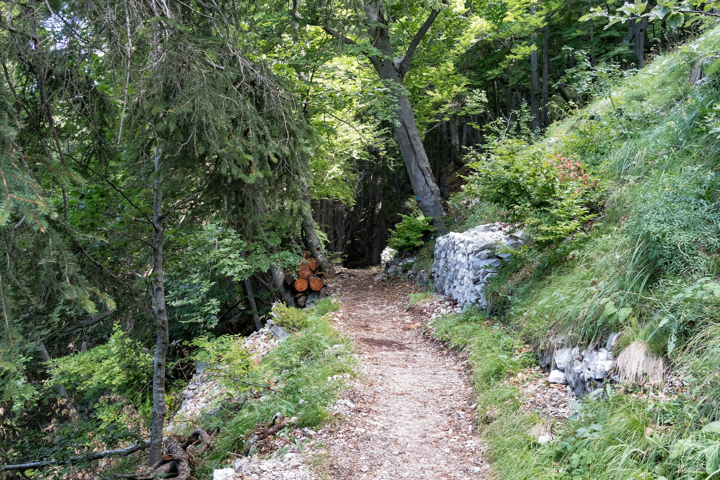 L'entrata verso il fitto bosco
