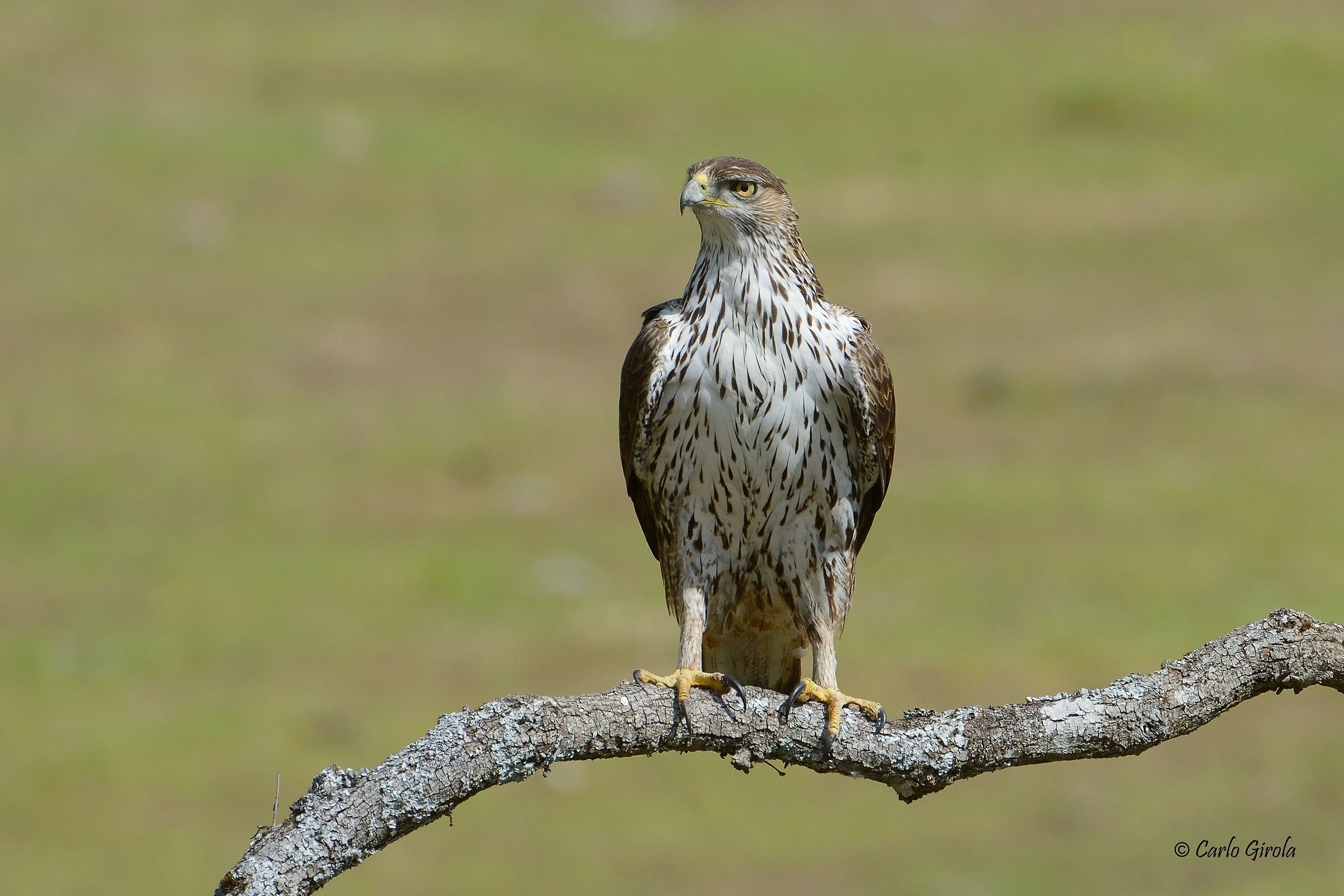 Bonelli's Eagle