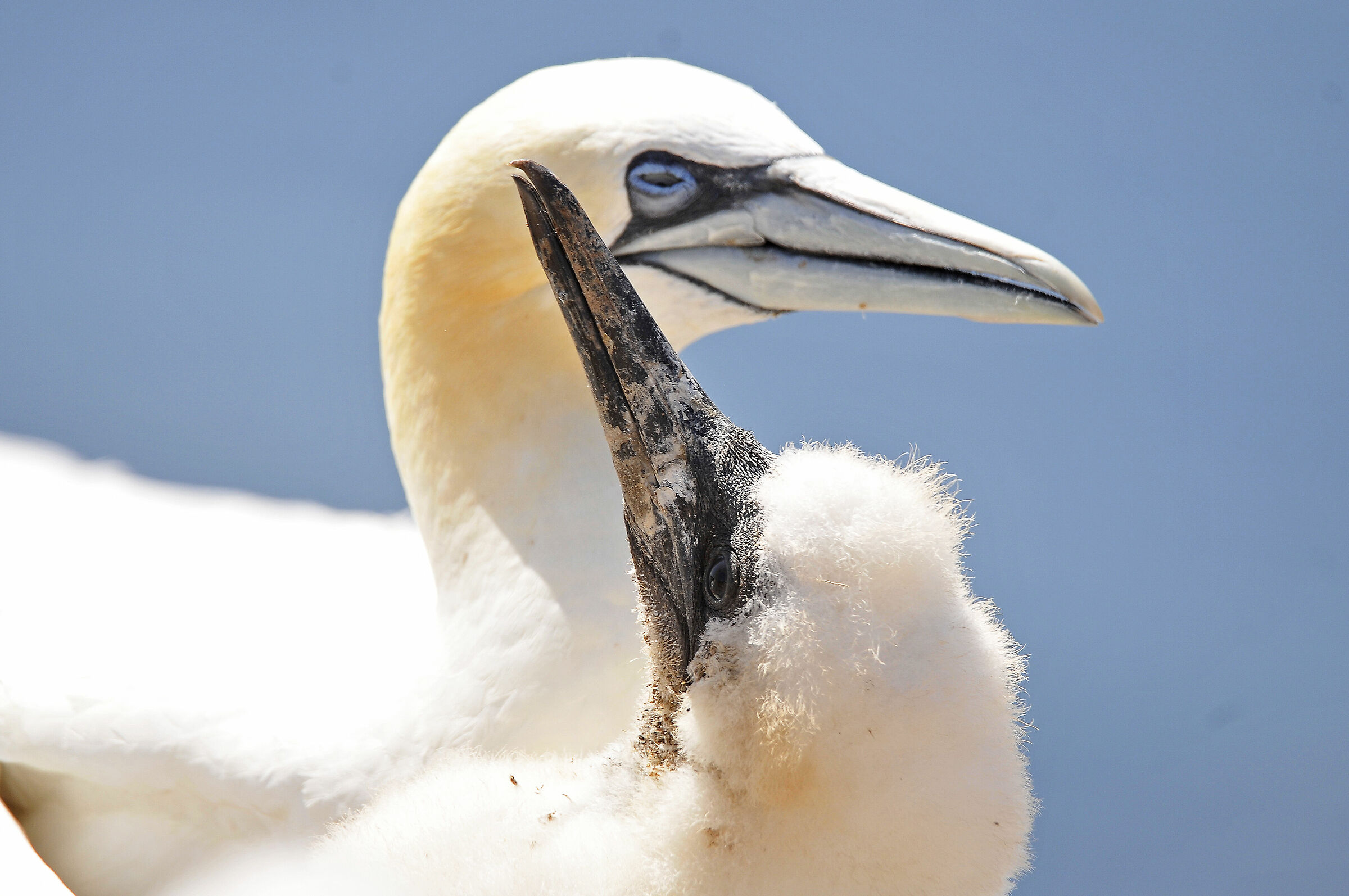 Sula (Northern gannet)