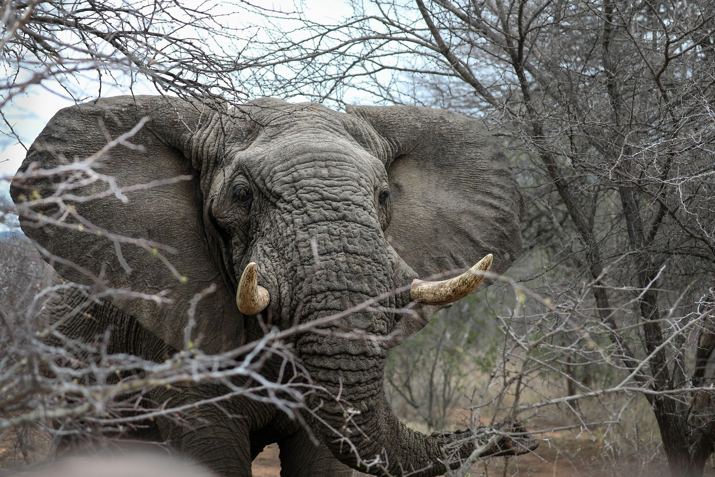 Bull Elephant stops after mock charge
