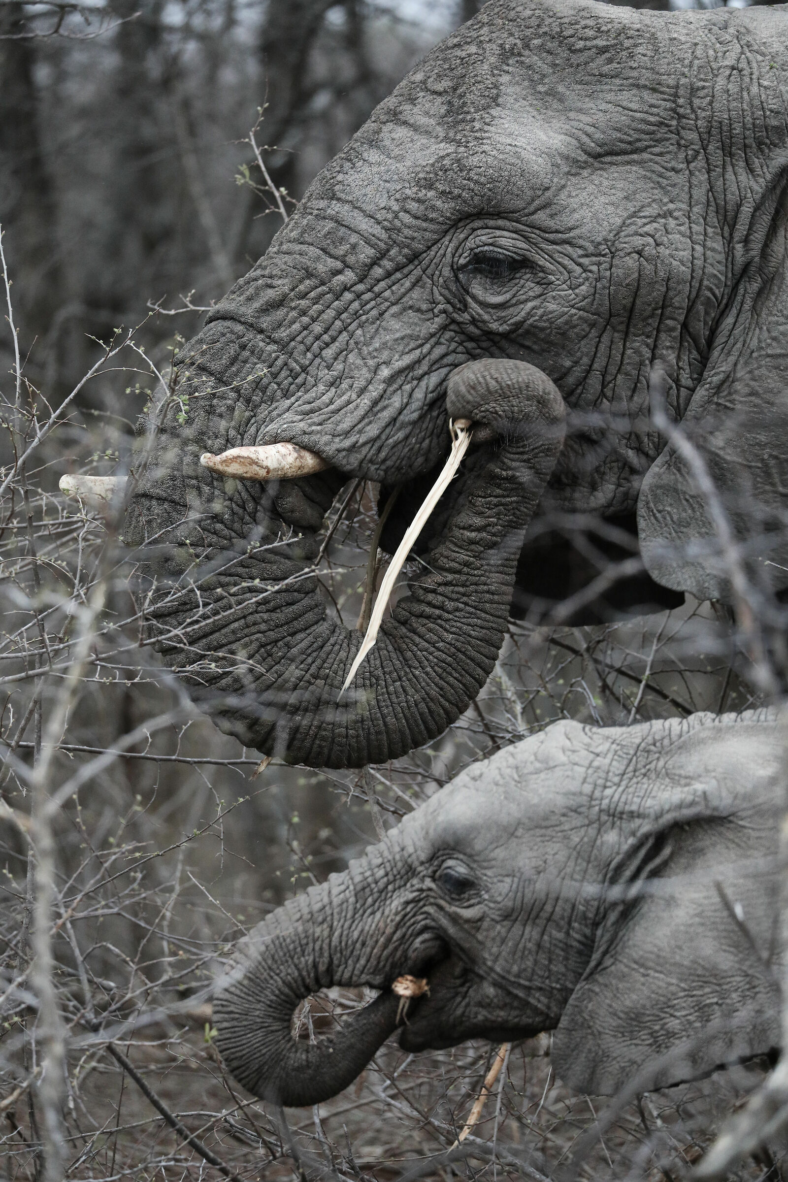 Elephant and calf feeding