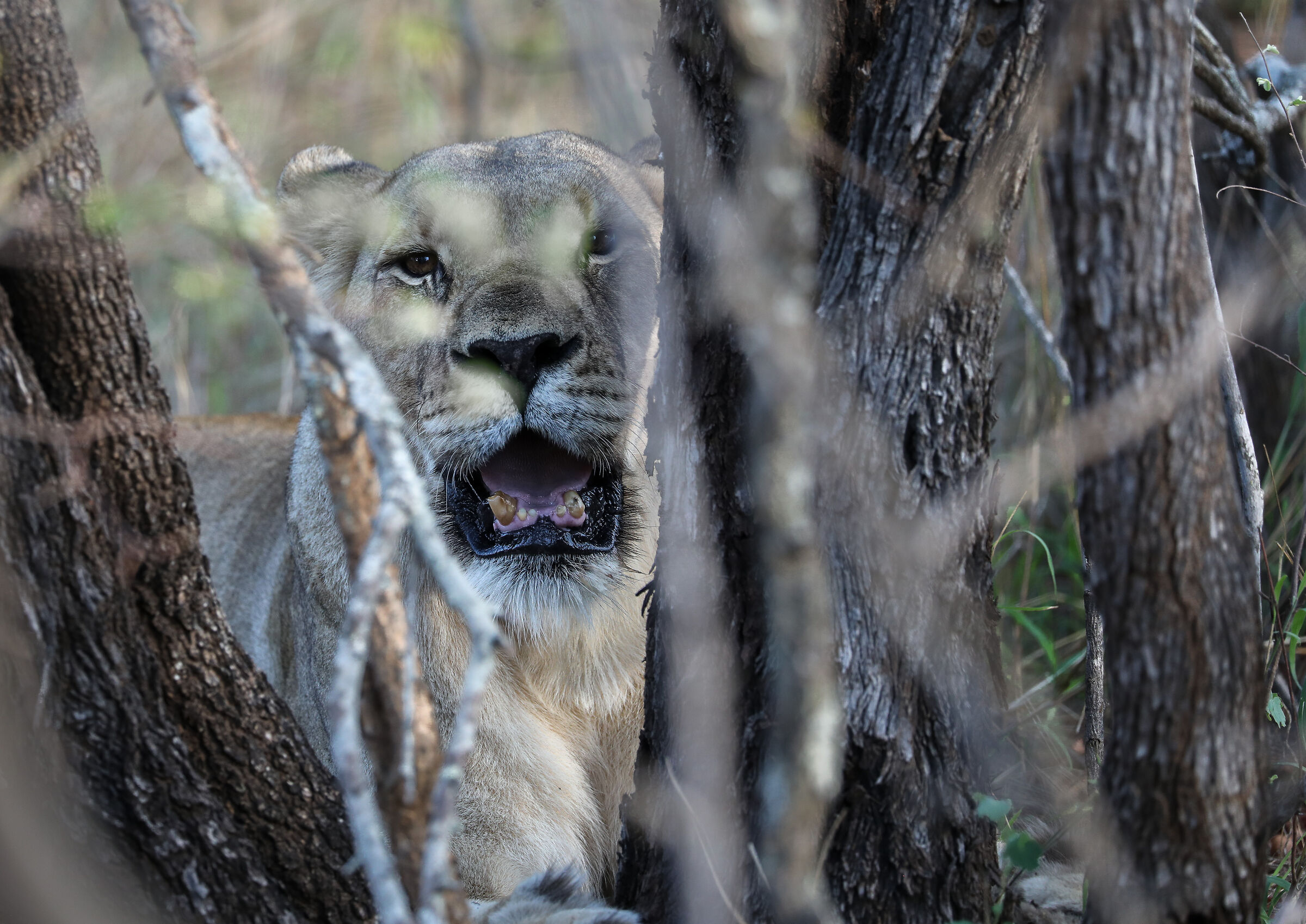 Lioness looking through tree