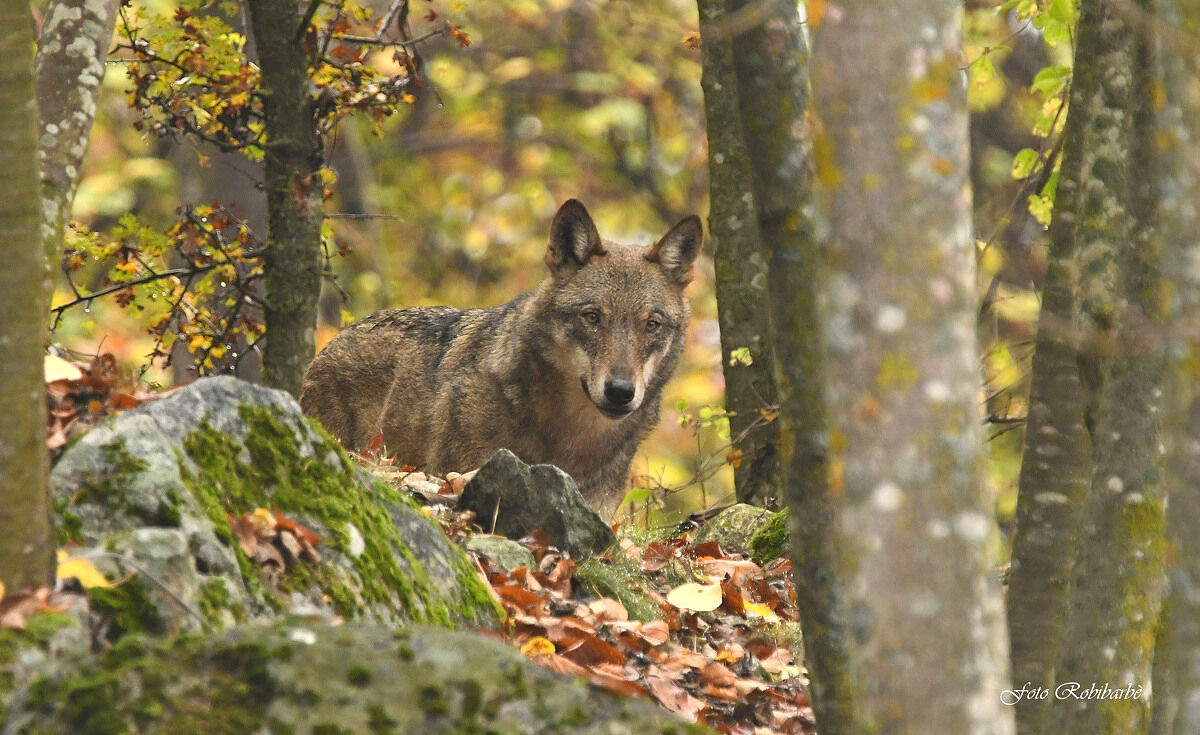 In the autumn woods...