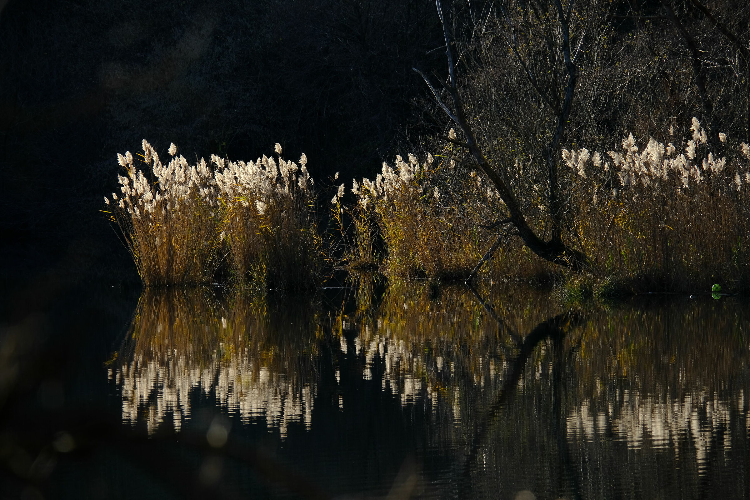 Reeds Lake Of Cascinette