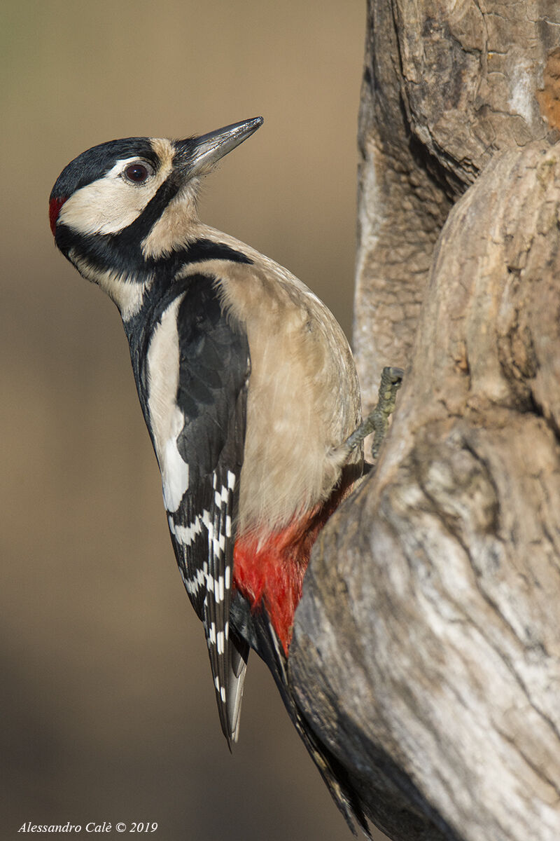 Dendrocopos major (Picchio rosso maggiore) 3984
