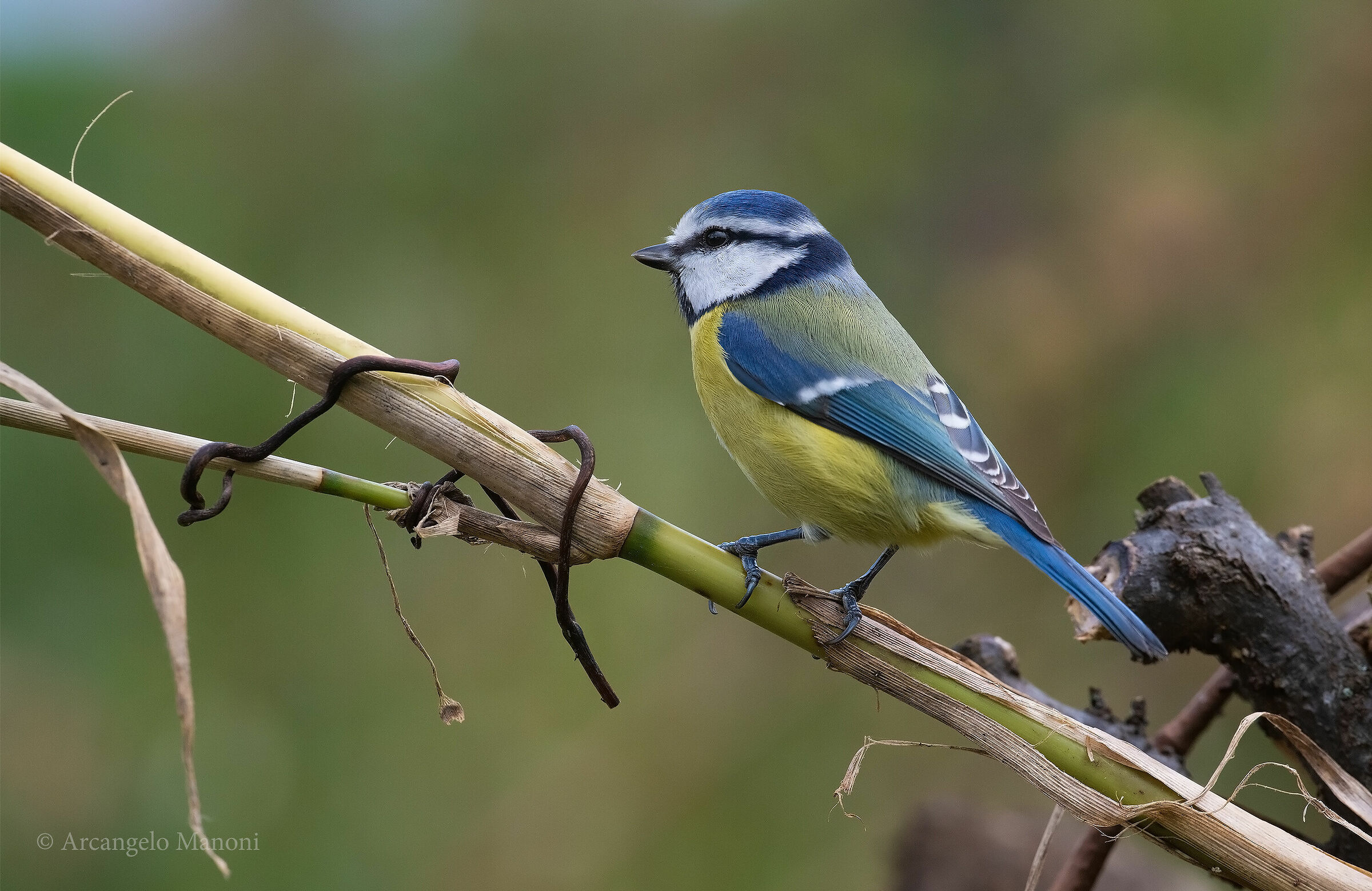 Cinciarella in giardino