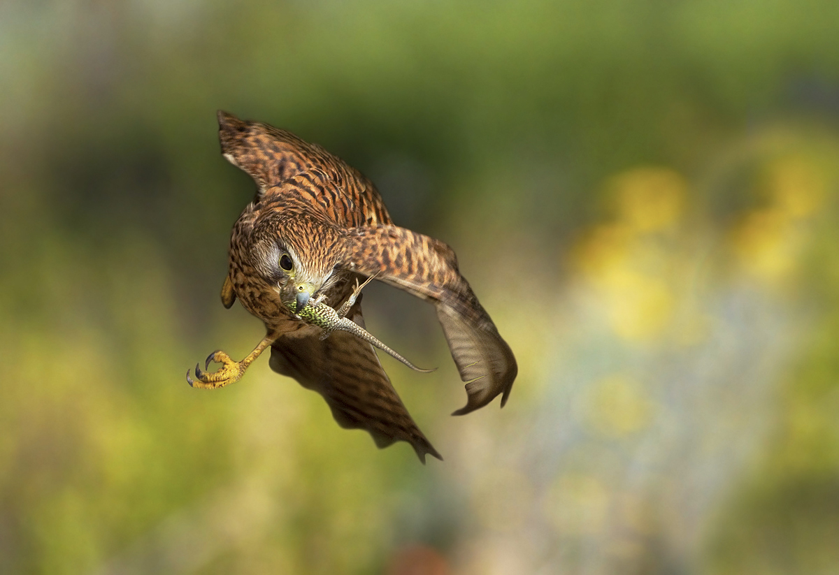 Kestrel with prey