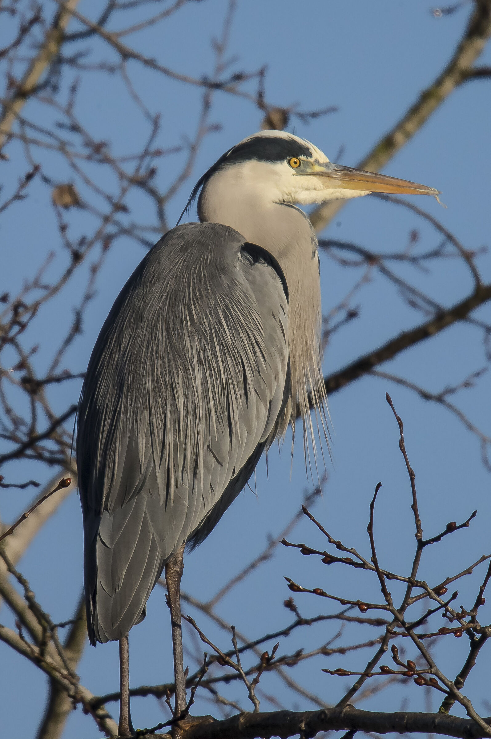heron c .
