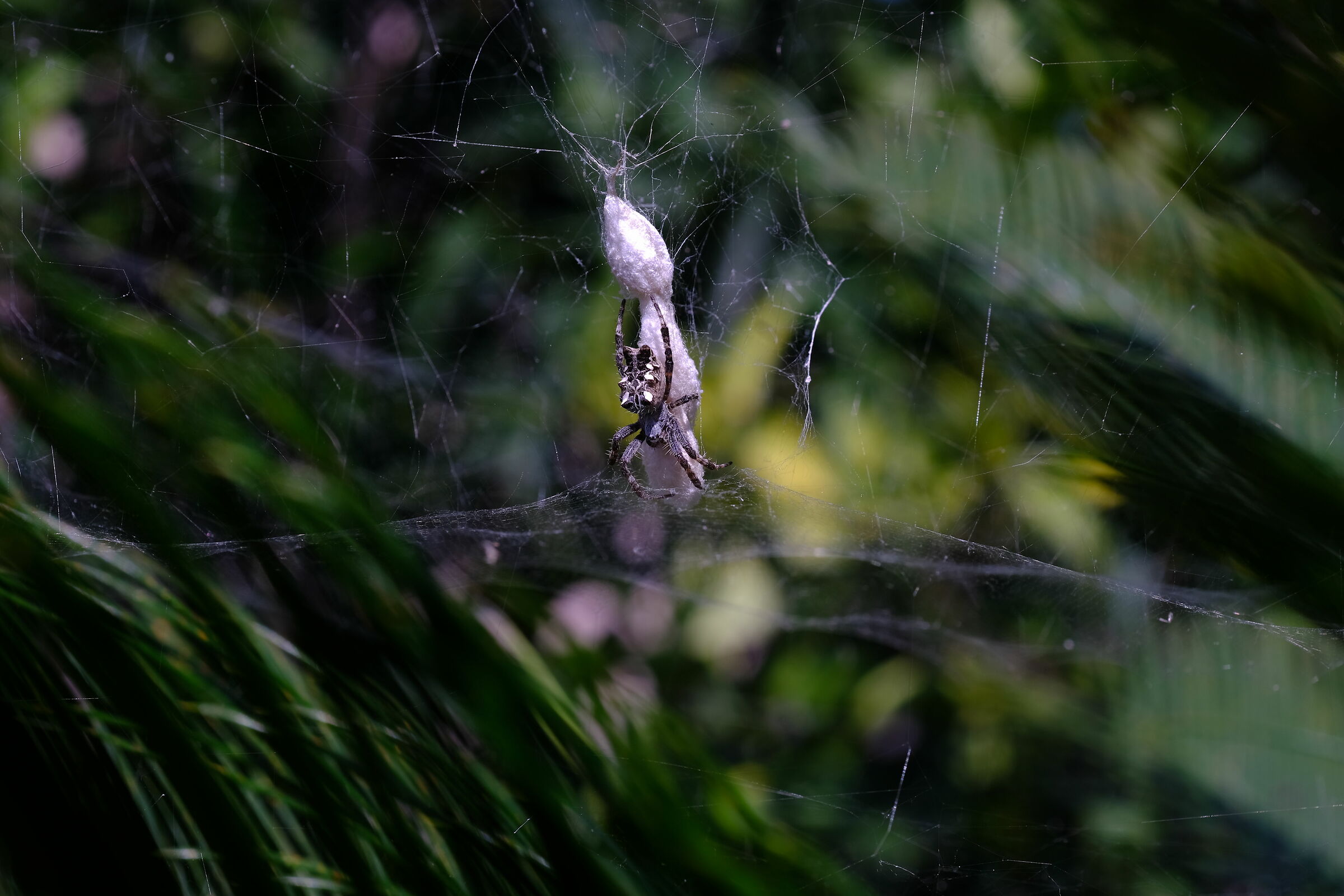 busy! non disturbate