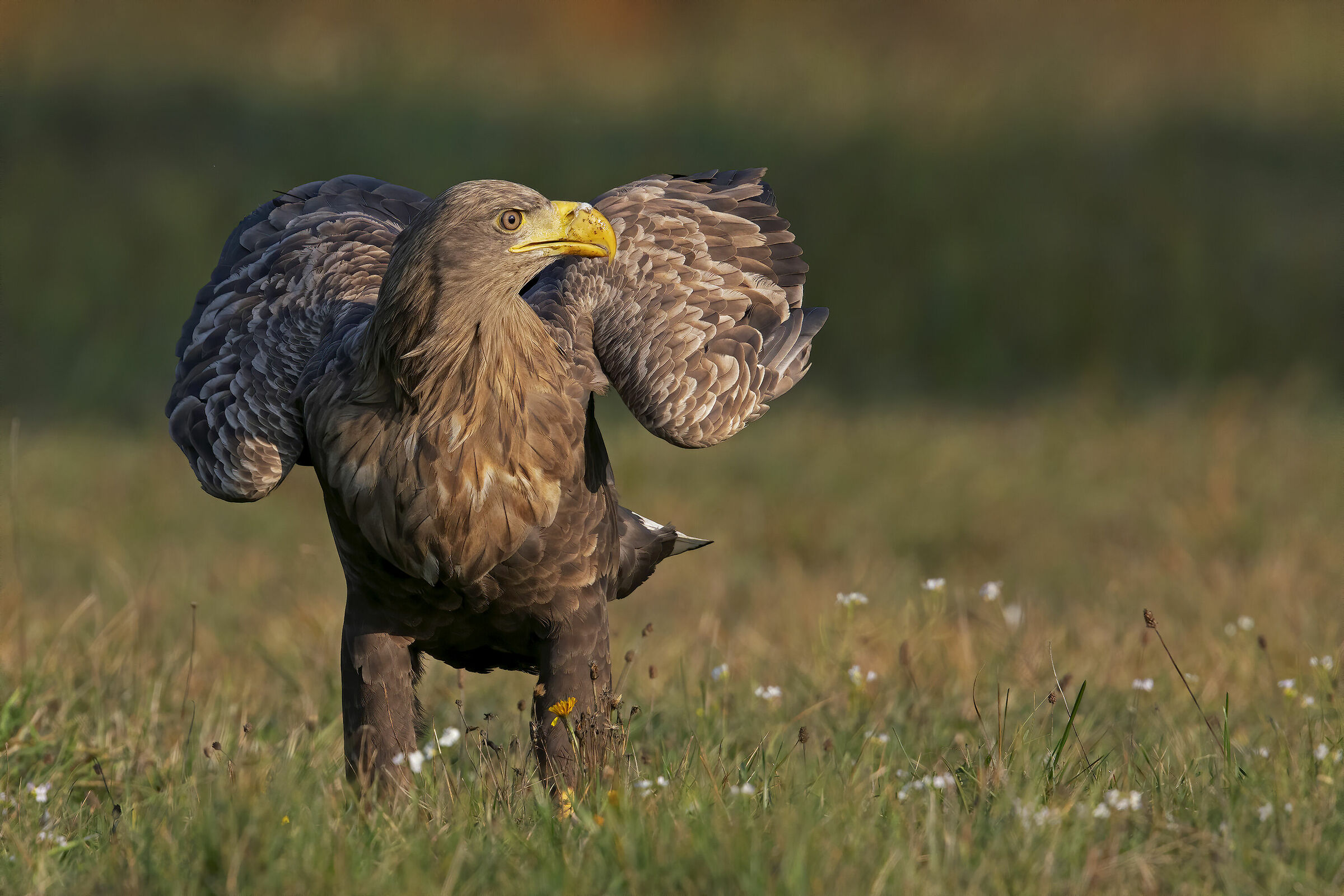 Lo sguardo dell'Aquila di mare