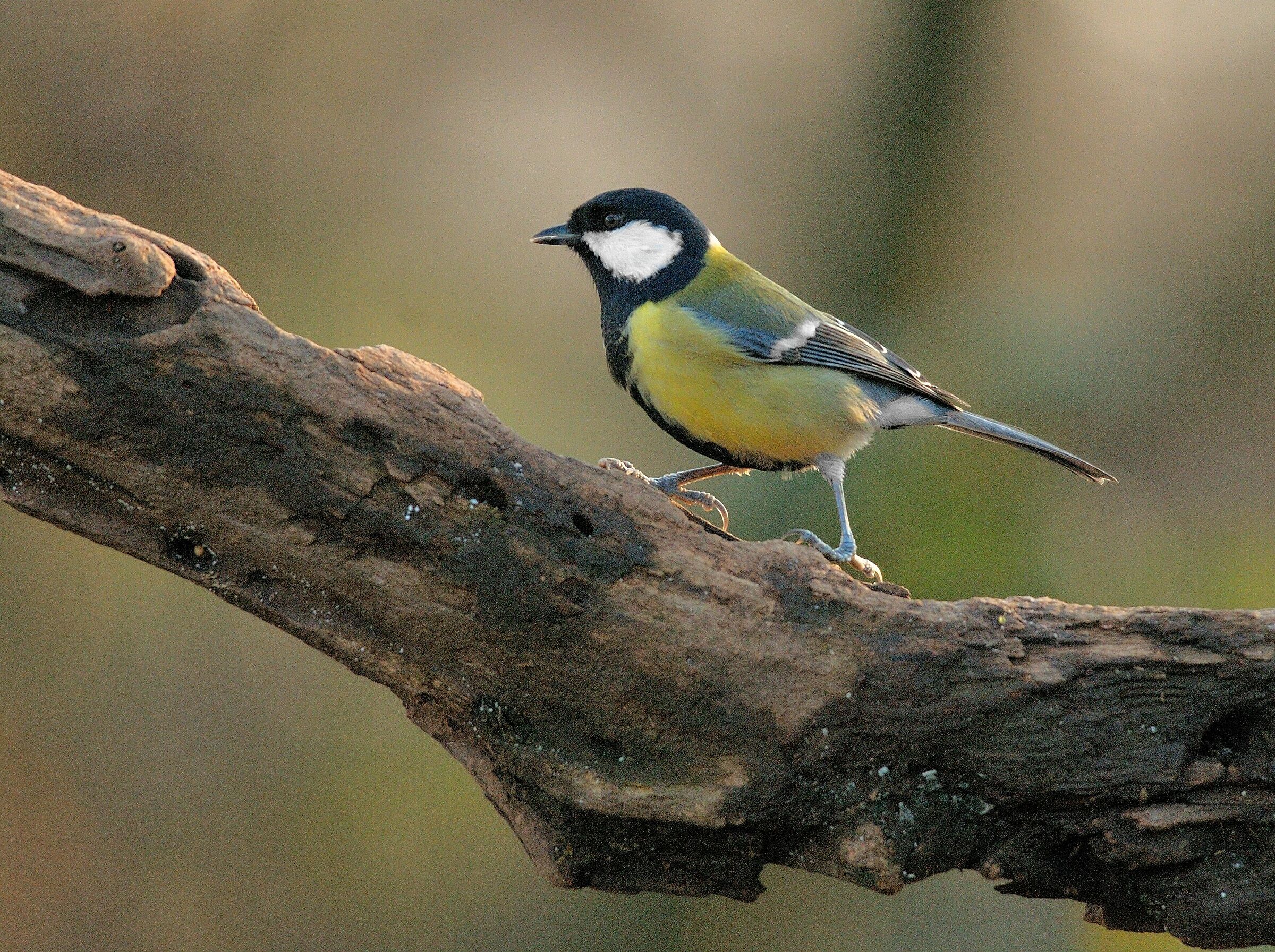 Cinciarella Oasi Lipu