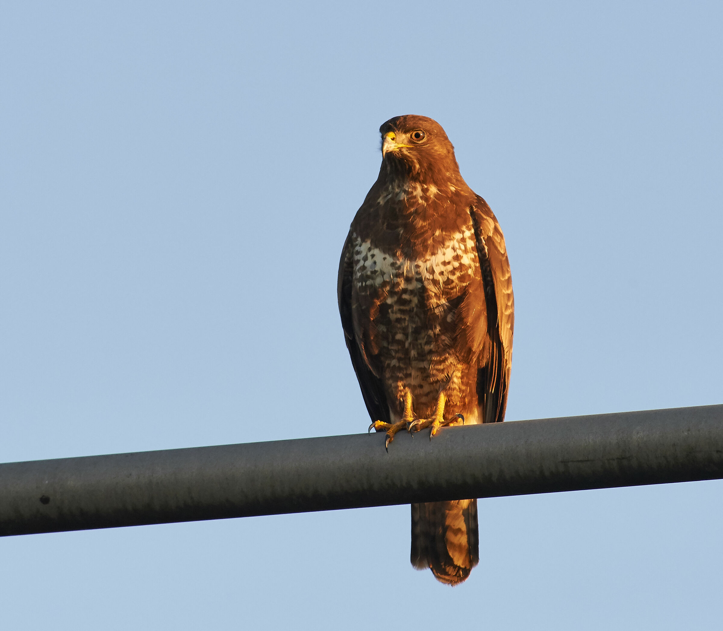 European common Buzzard