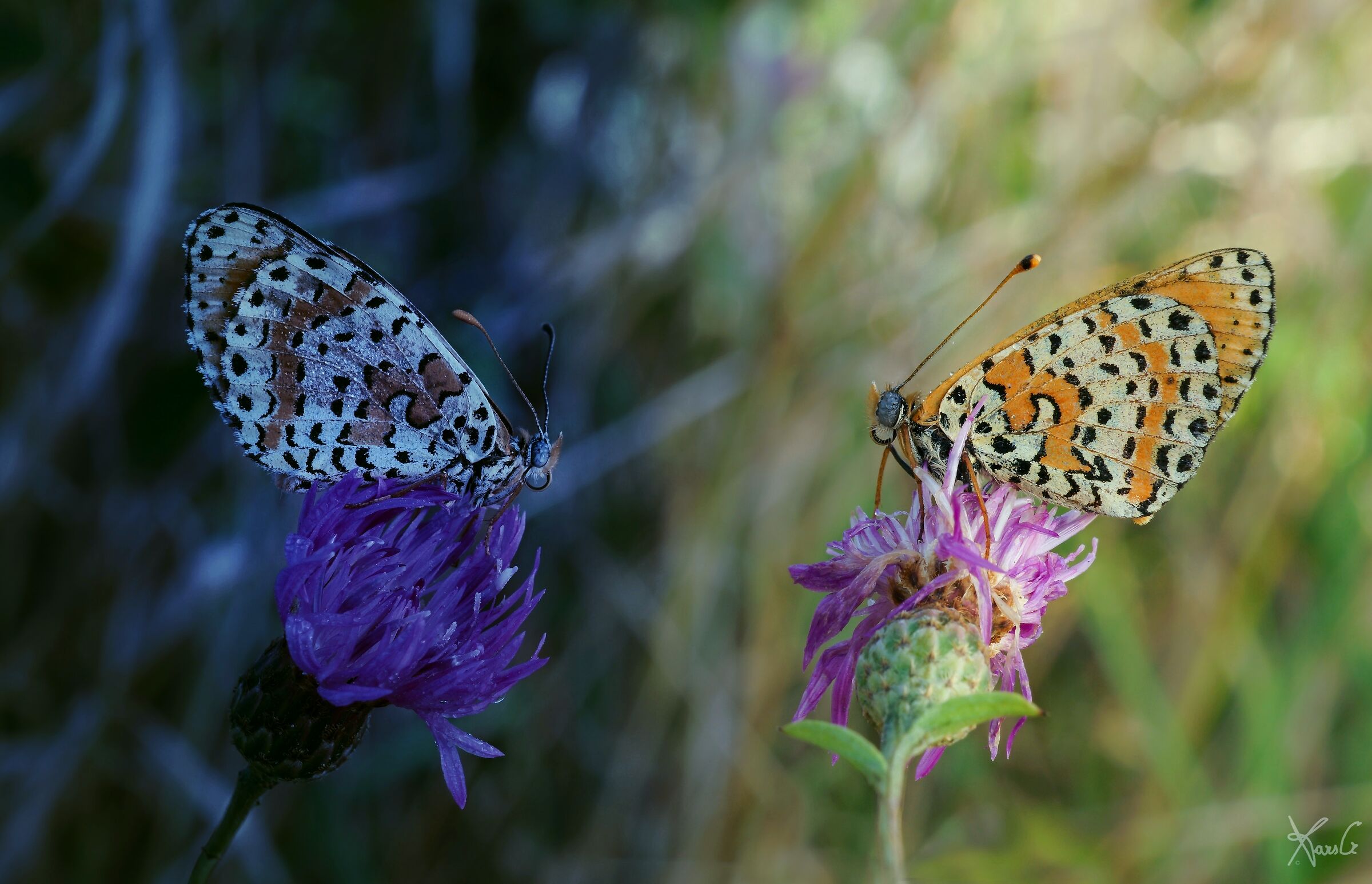 Between day and night