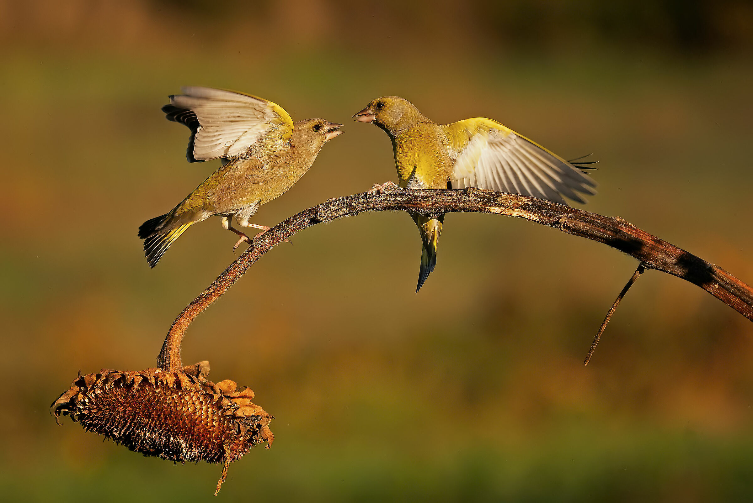 Greenfinches like to argue and fight for food