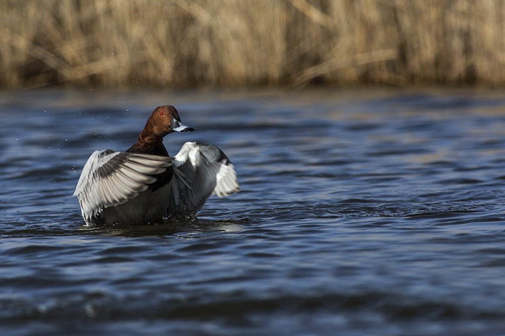Pochard