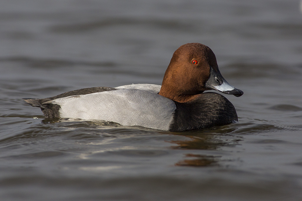 Pochard