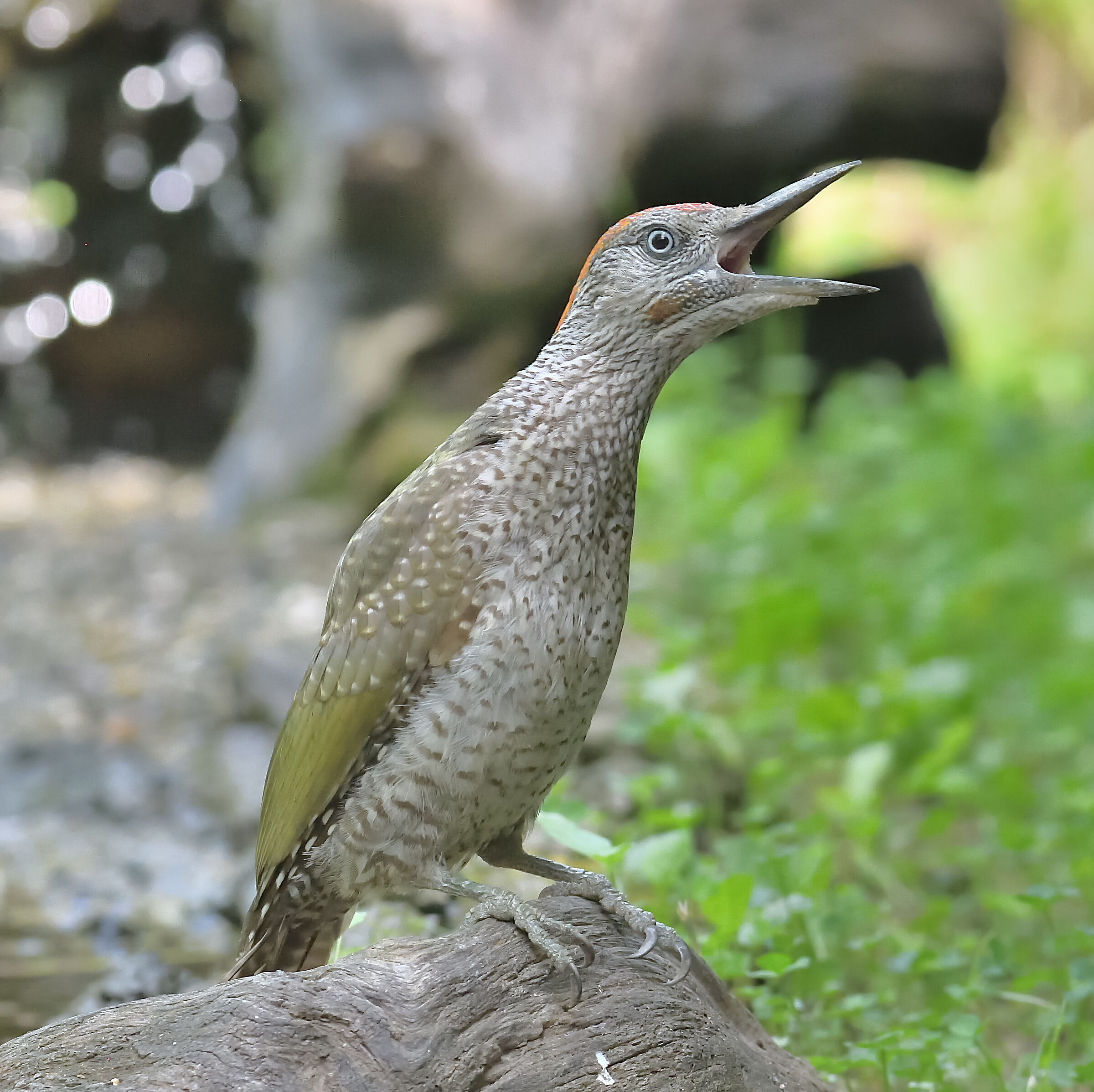 picchio verde urlatore