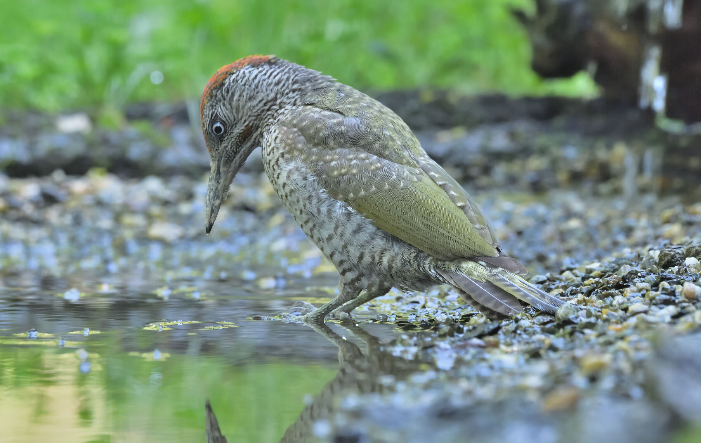 green woodpecker
