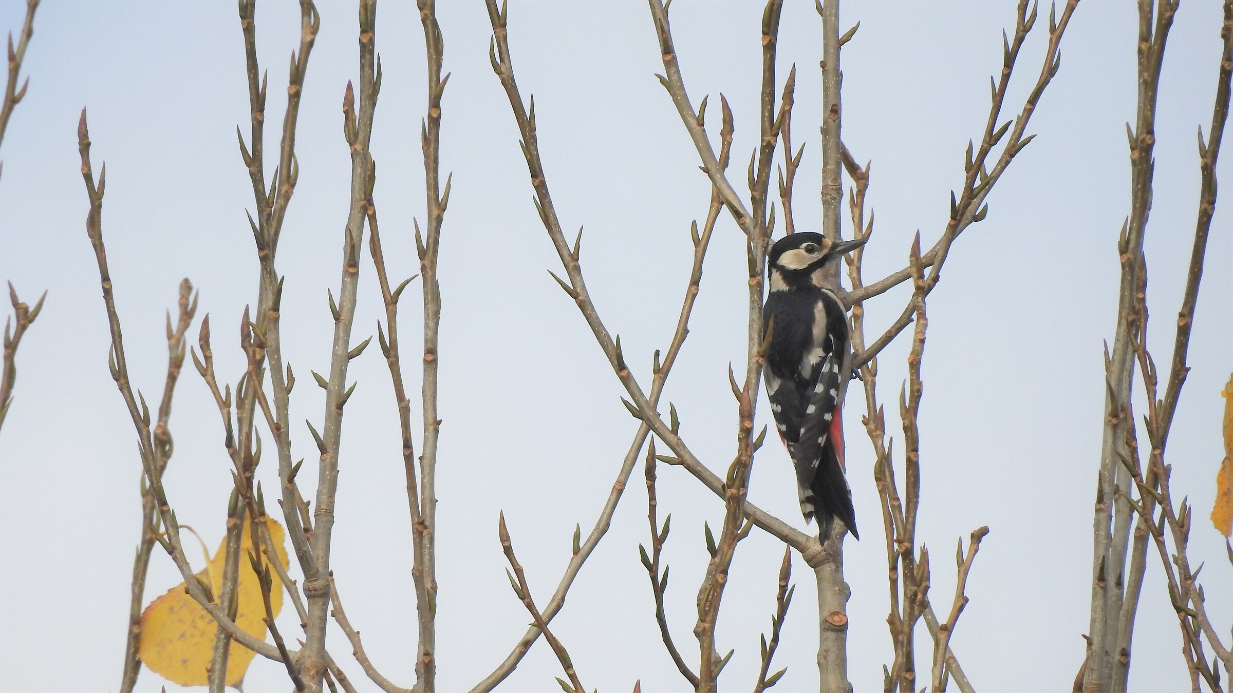 Picchio rosso mezzano