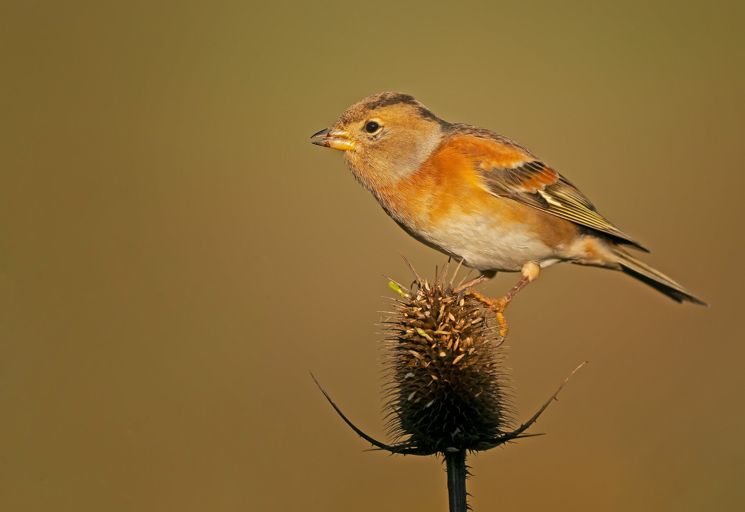 Pispola: Anthus pratensis (En.: Meadow Pipit)