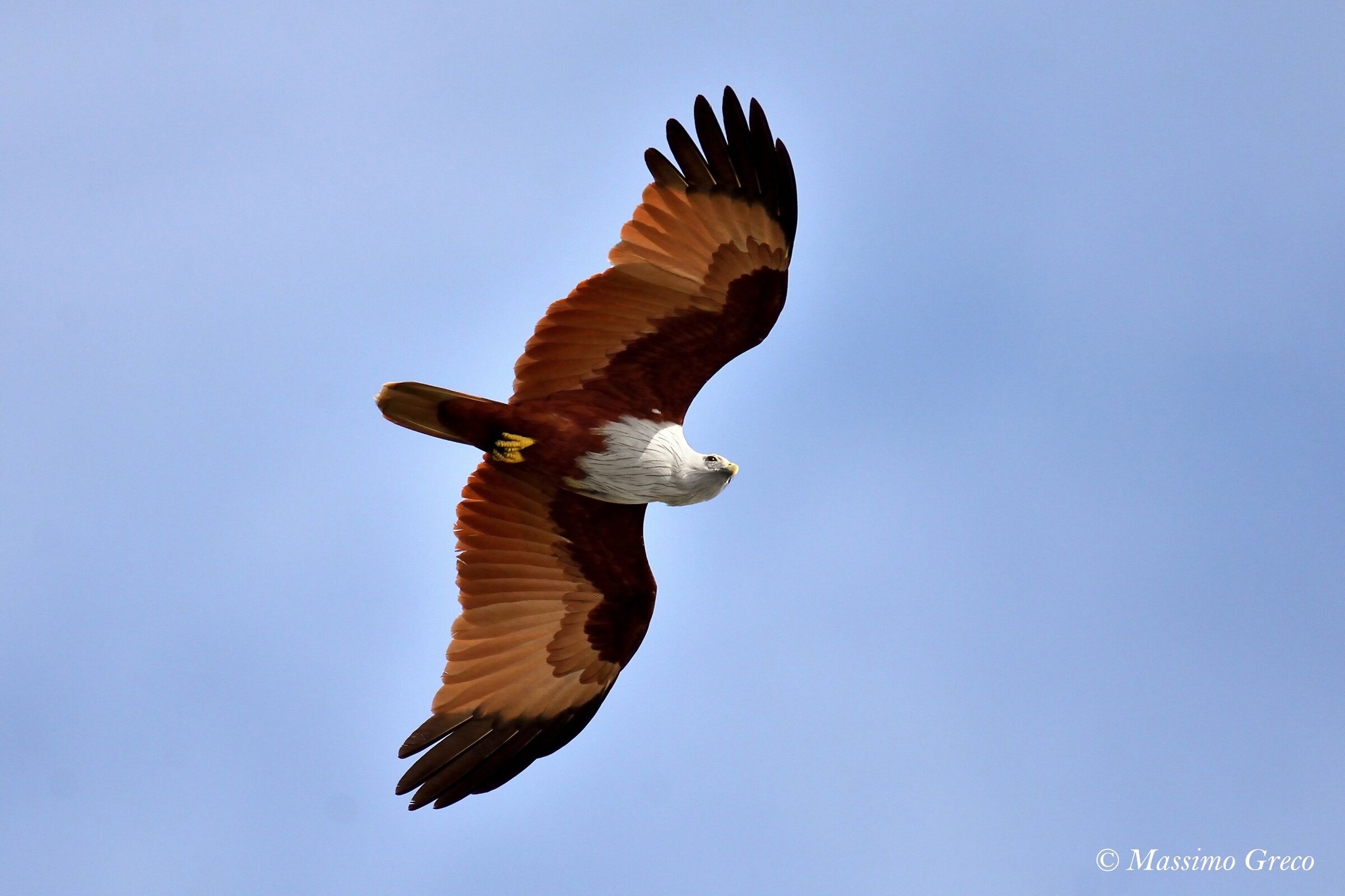 Brahmin Nibbioi (Haliastur indus)