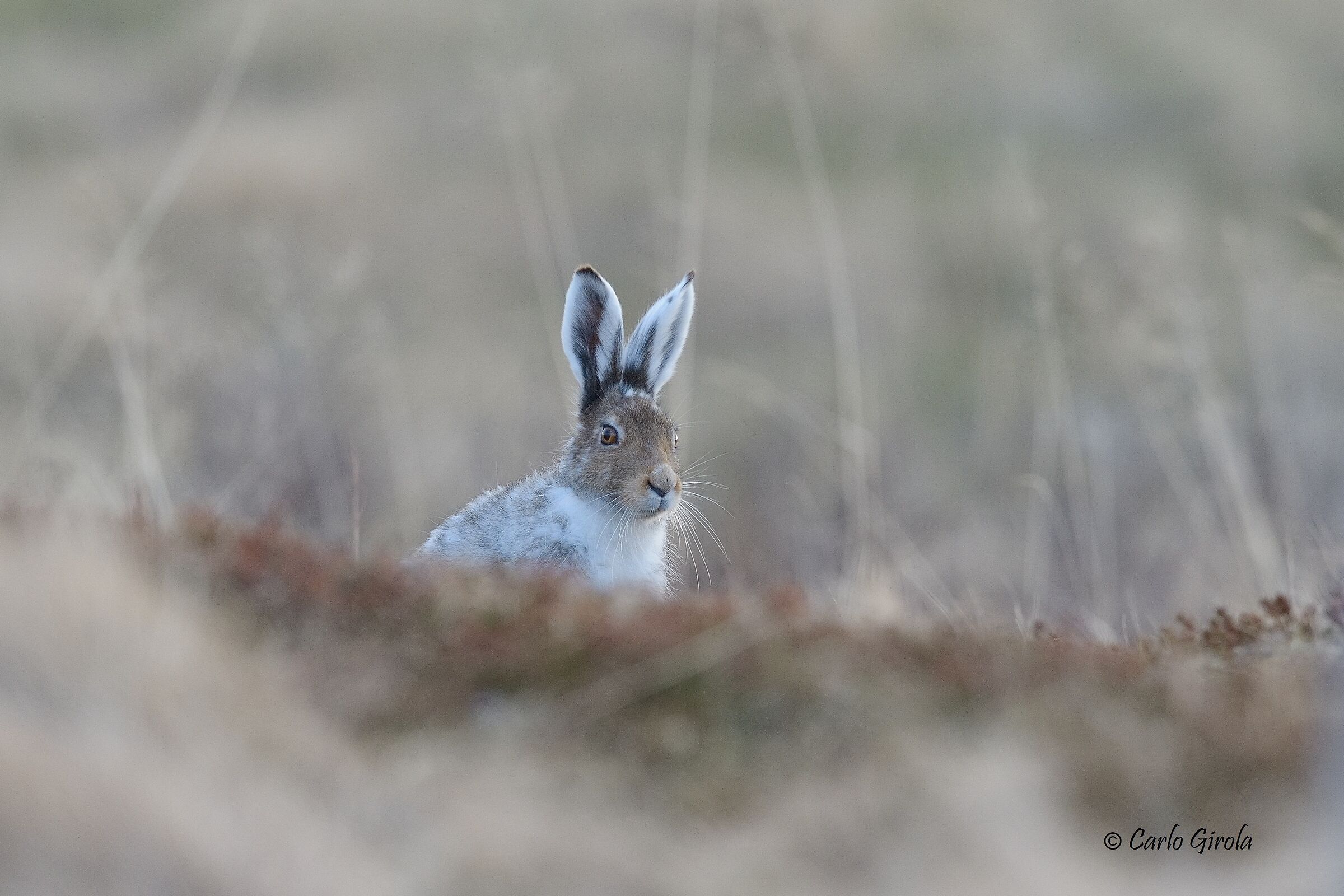 Variable hare (Lepus timidus)