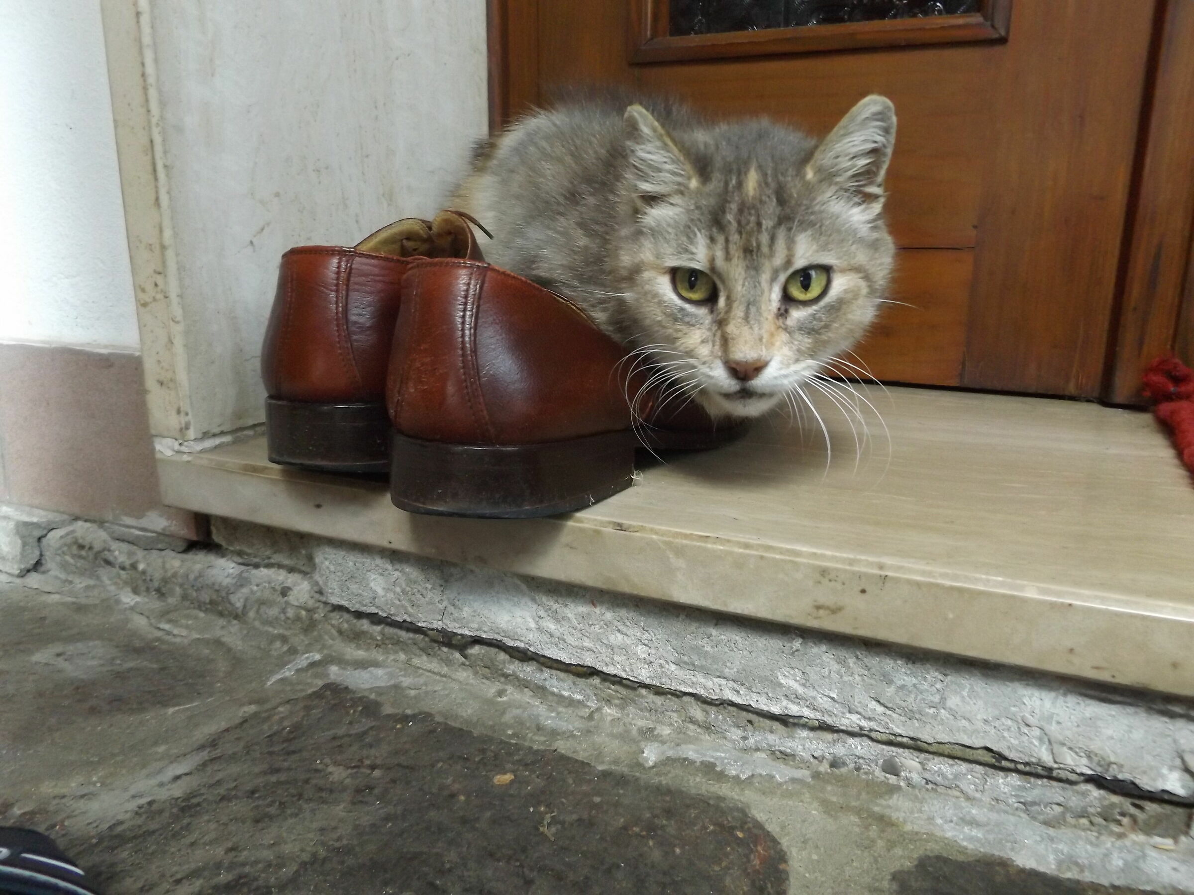 Shoe sized cat