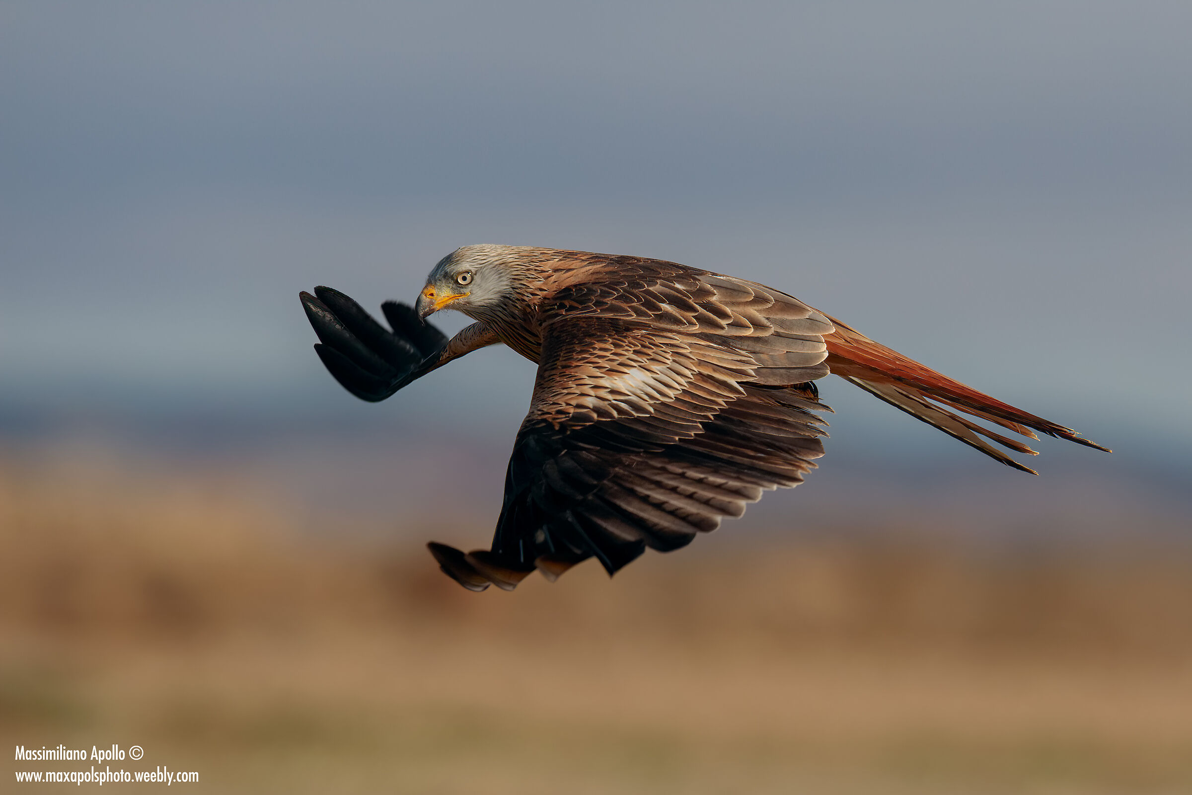 Reconnaissance flight...