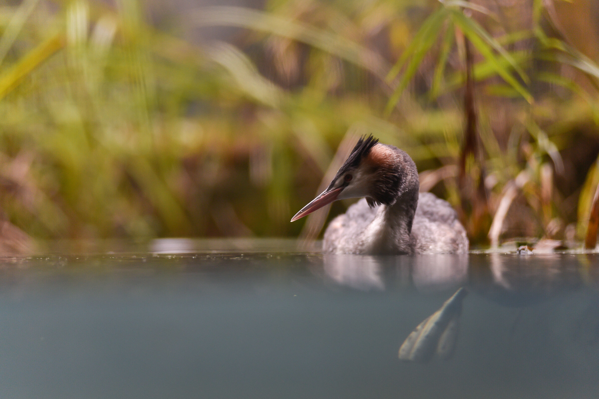 Timida dietro un vetro