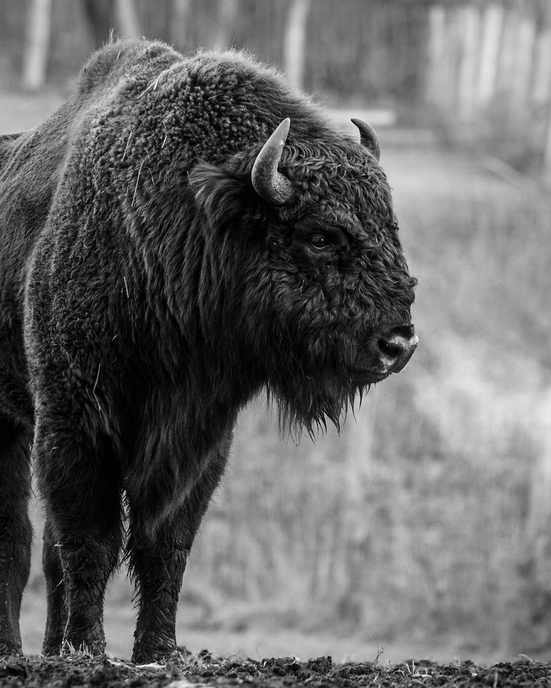 Buffalo