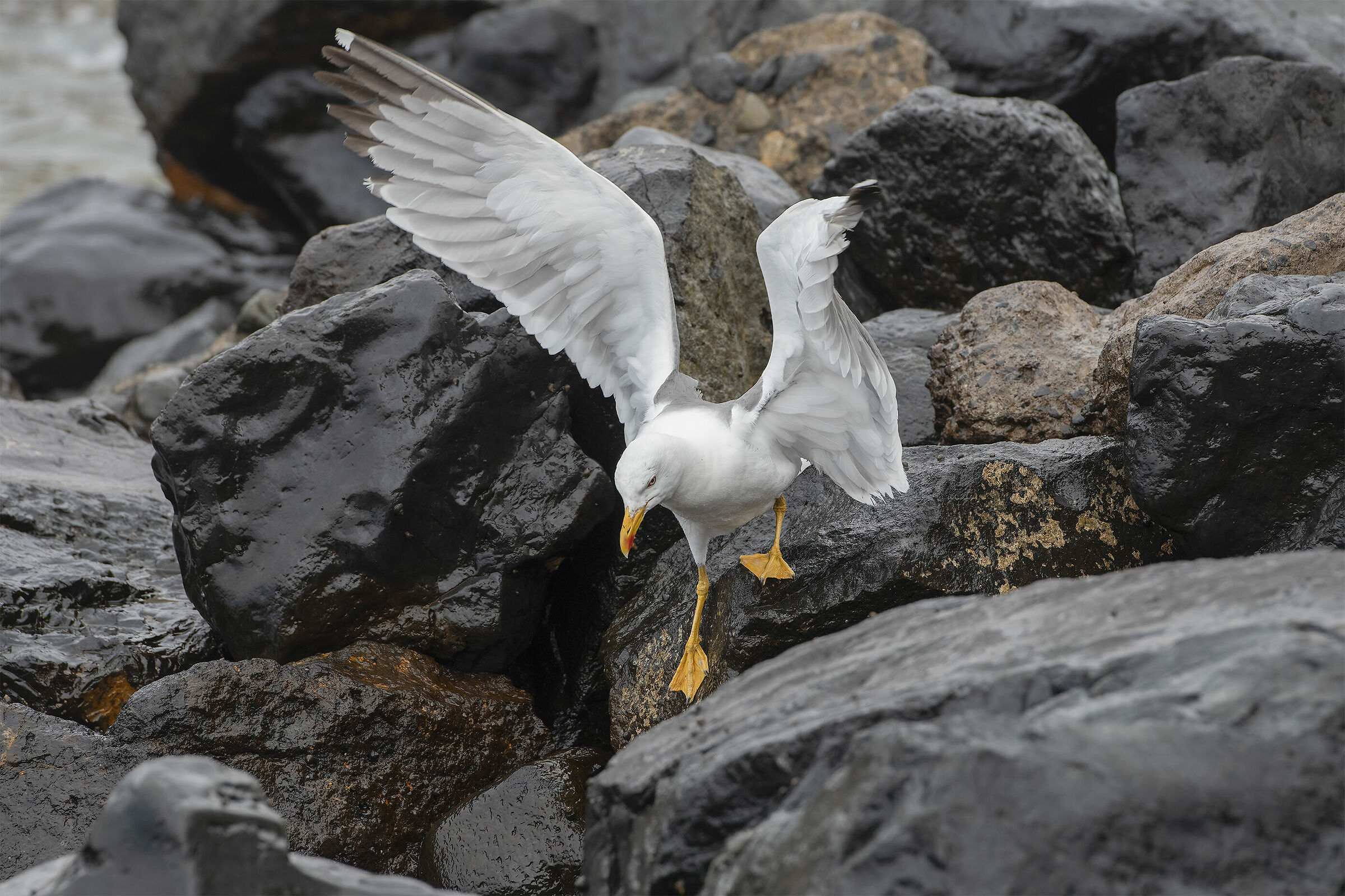 The Seagull Among the Rocks