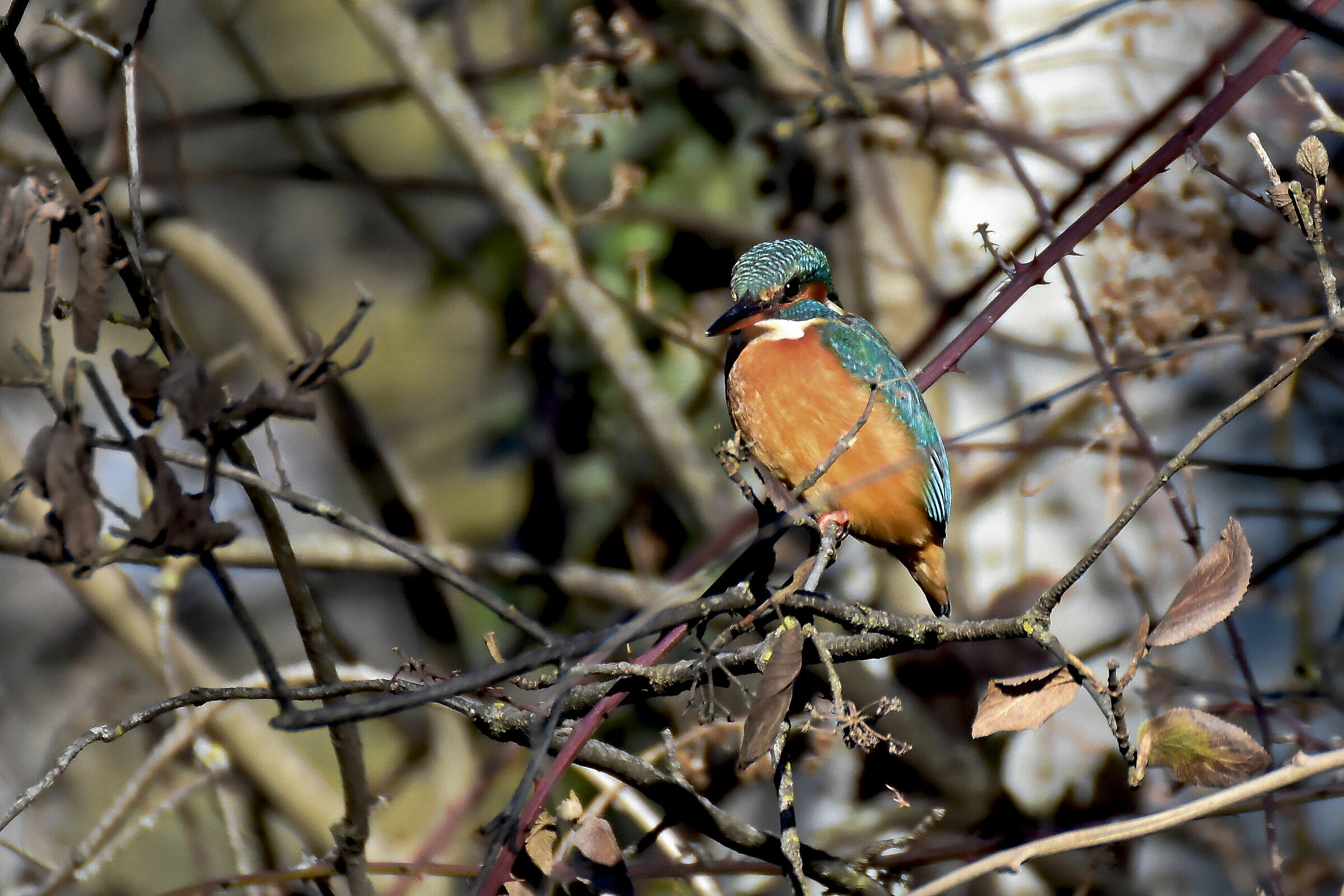 female kingfisher