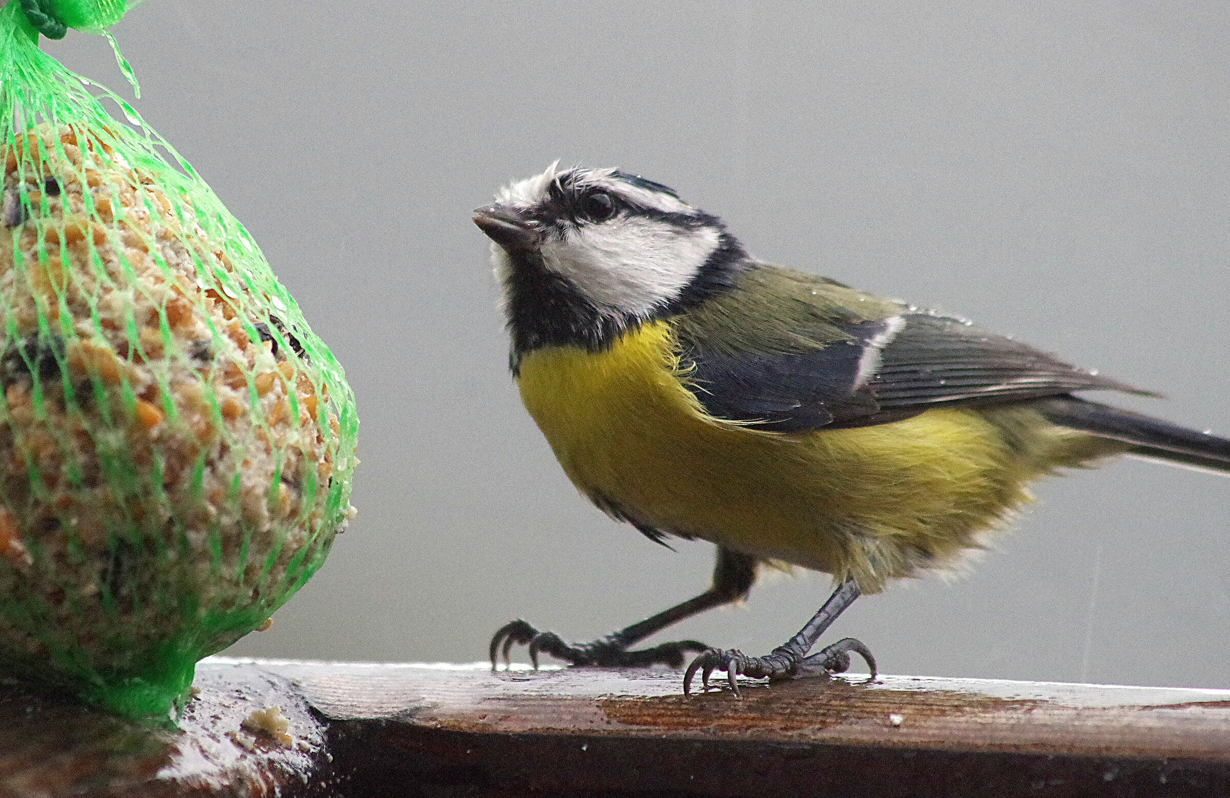 Cincia sotto il diluvio