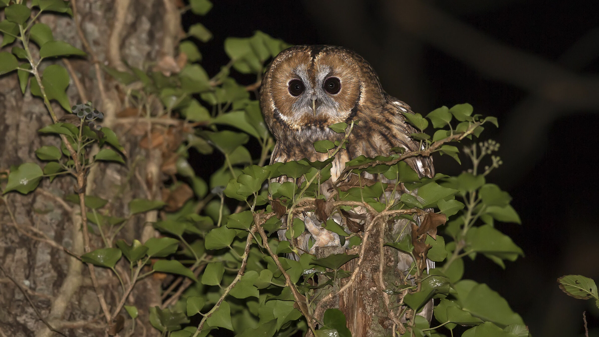 Signore della notte nel bosco V