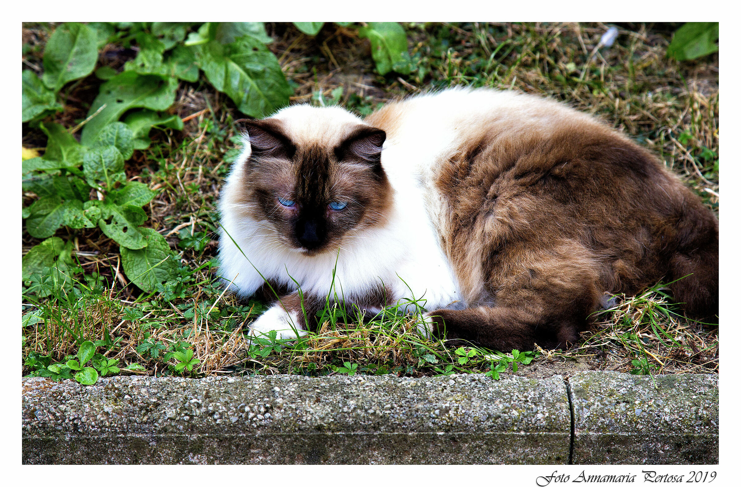 Ettore, il gatto del mio vicino