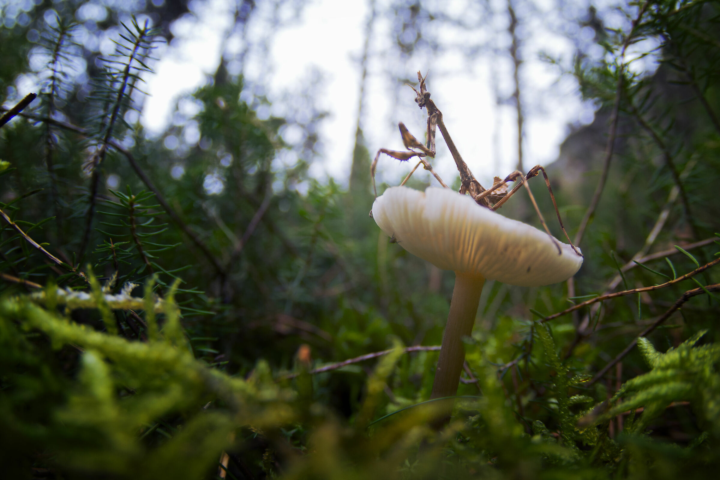 Come on in the forest