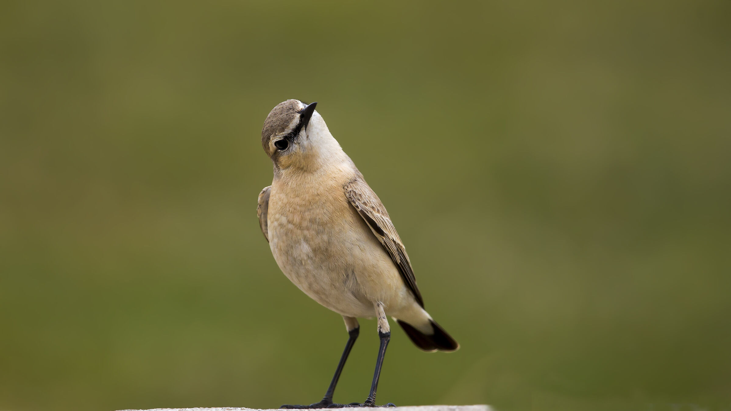 Oenanthe isabellina - Isabelline Wheatear