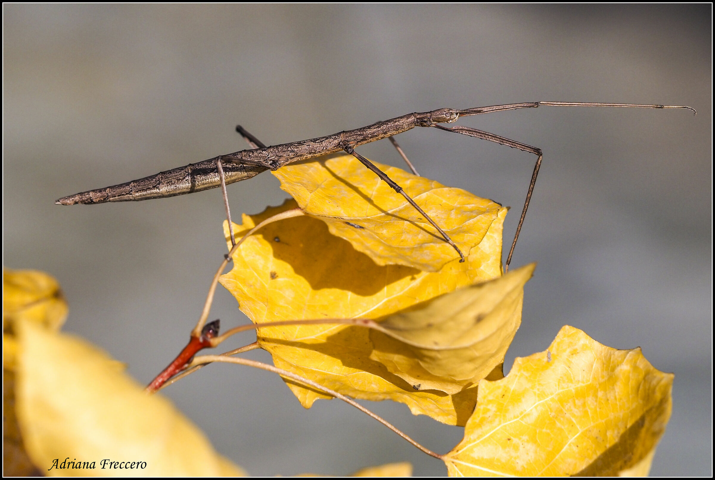 stick insect