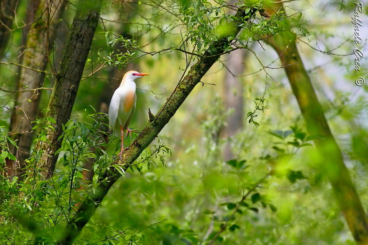 Airone Guardabuoi in dress
