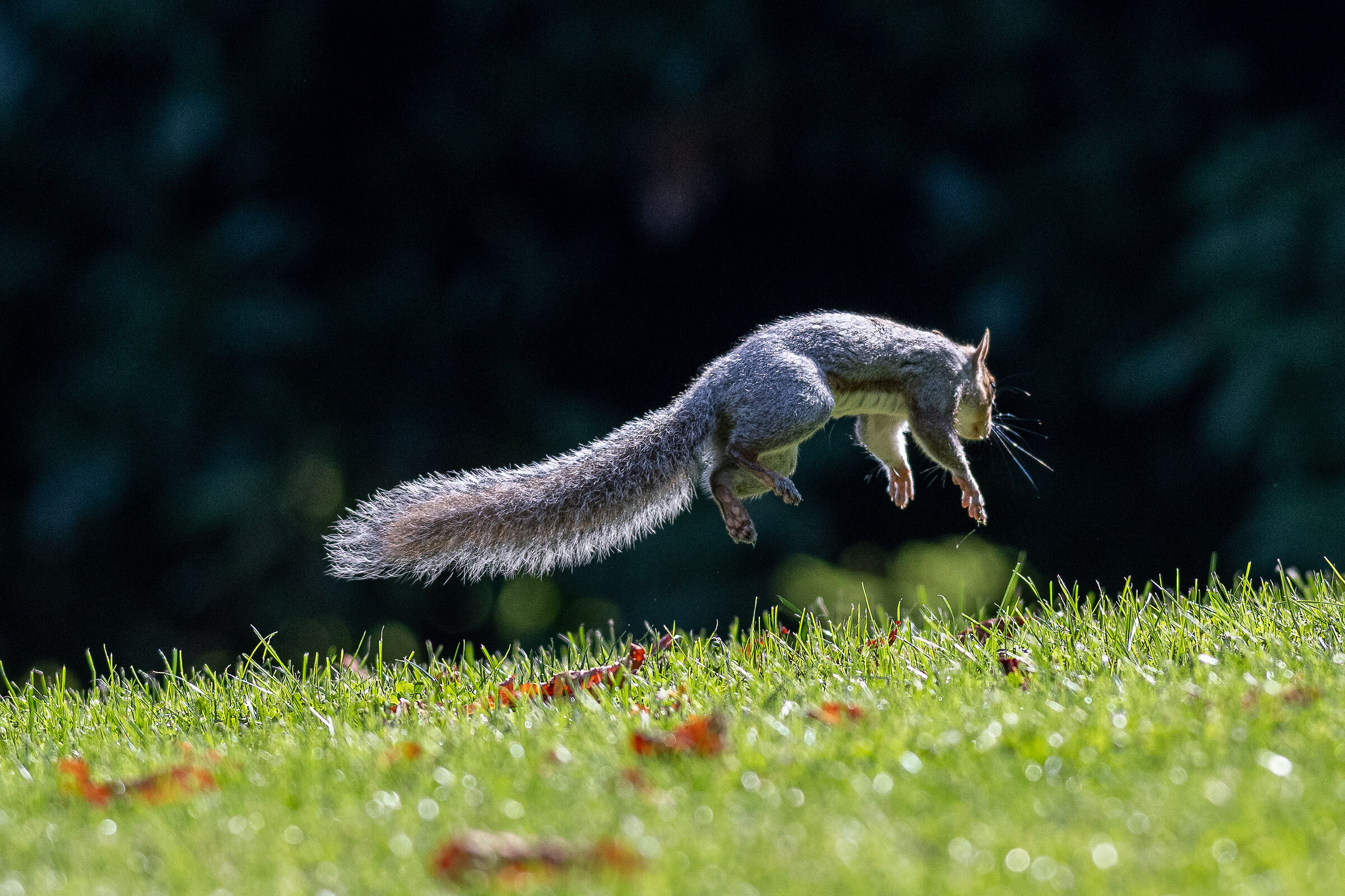 Grey Squirrel (Monza Park)