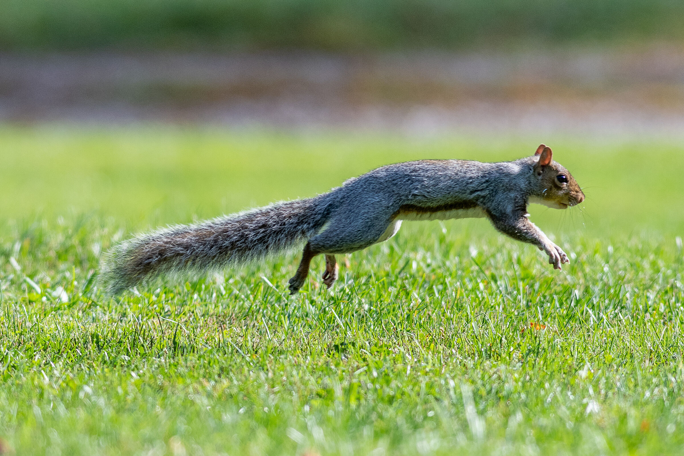 Grey Squirrel (Park of Monza)